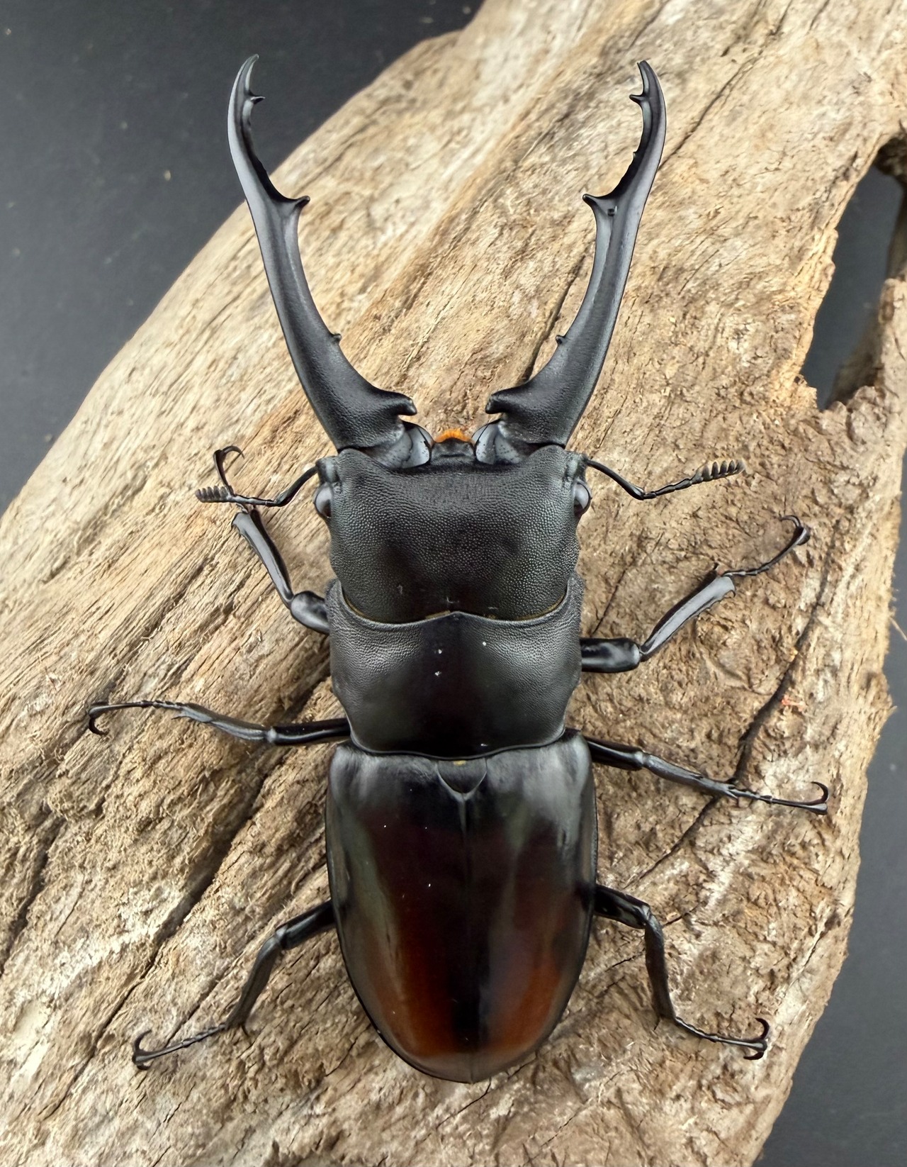 【WD】《ツカモトフタマタ 79mm ♂単》