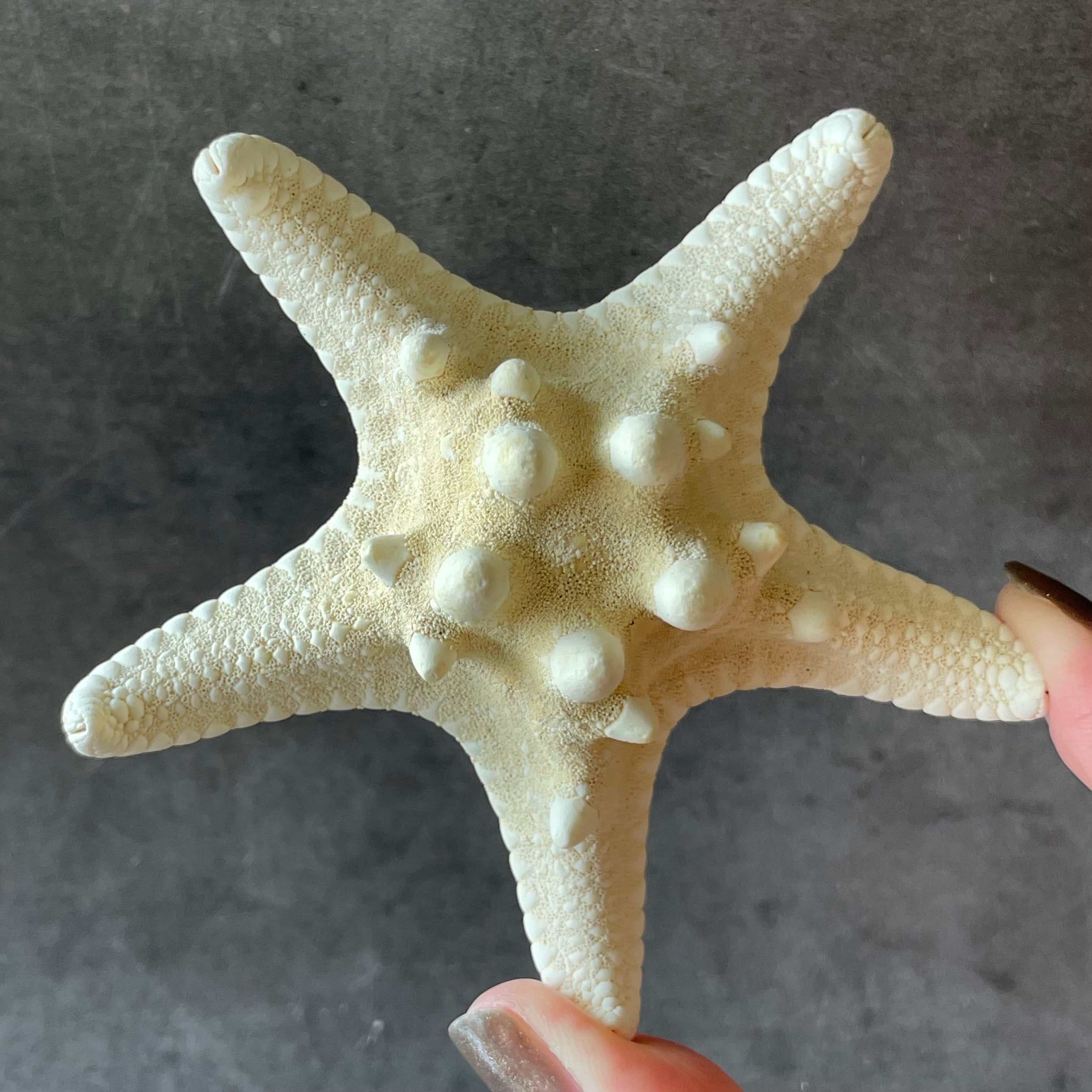 コブヒトデ|化石|天然石 パワーストーン 鉱物 gem stone