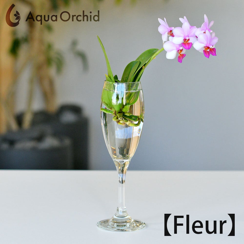 Aqua orchid 【フルール】