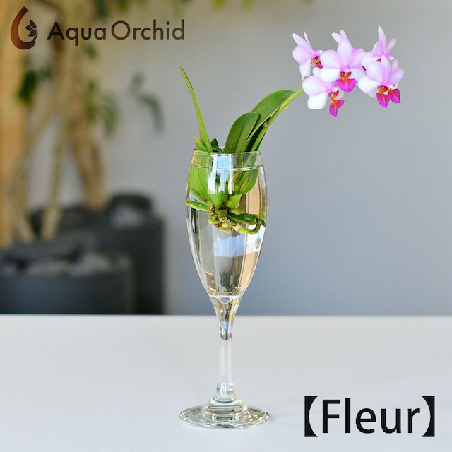 Aqua orchid 【フルール】