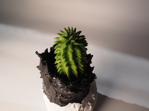 【darkness plants pot series × ユーフォルビア・スザンナエ】two-tone color ダークネスプランツポット　ツートンカラー