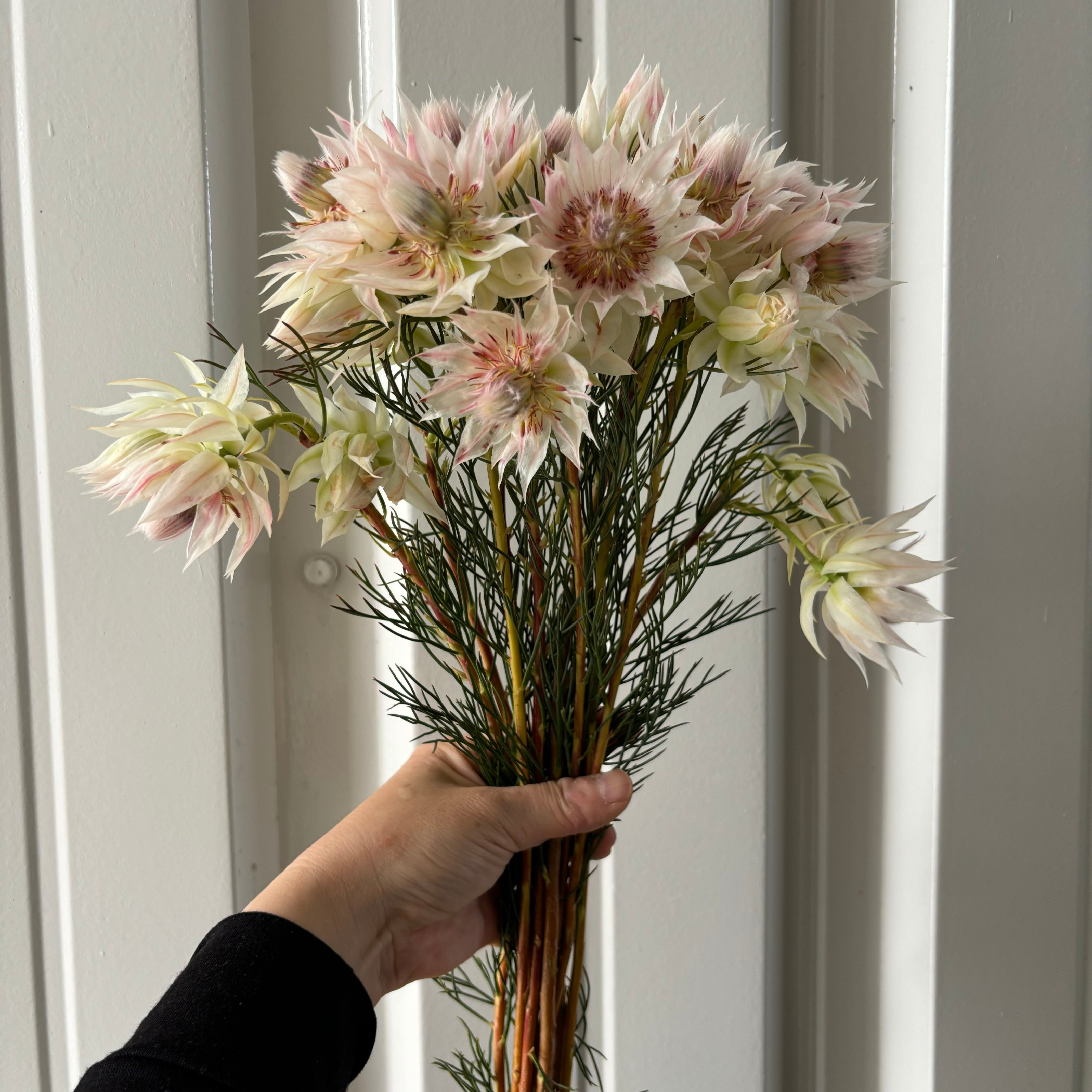 ❇️セルリア ブラッシング❣️ドライフラワー セルリア”ブラッシングブライド” 4本 ドライフラワー Deuxieme