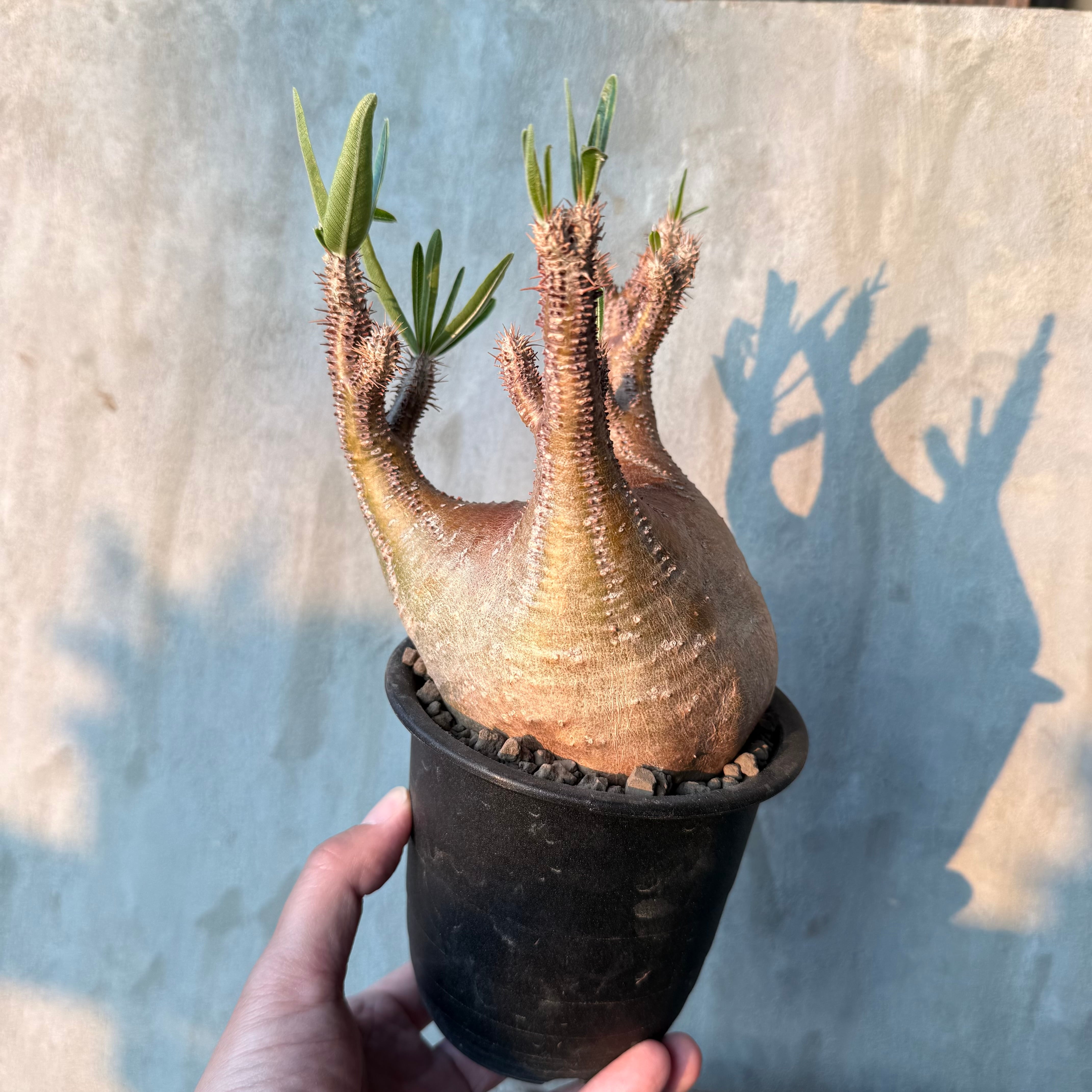 植物 | A-PLANTS