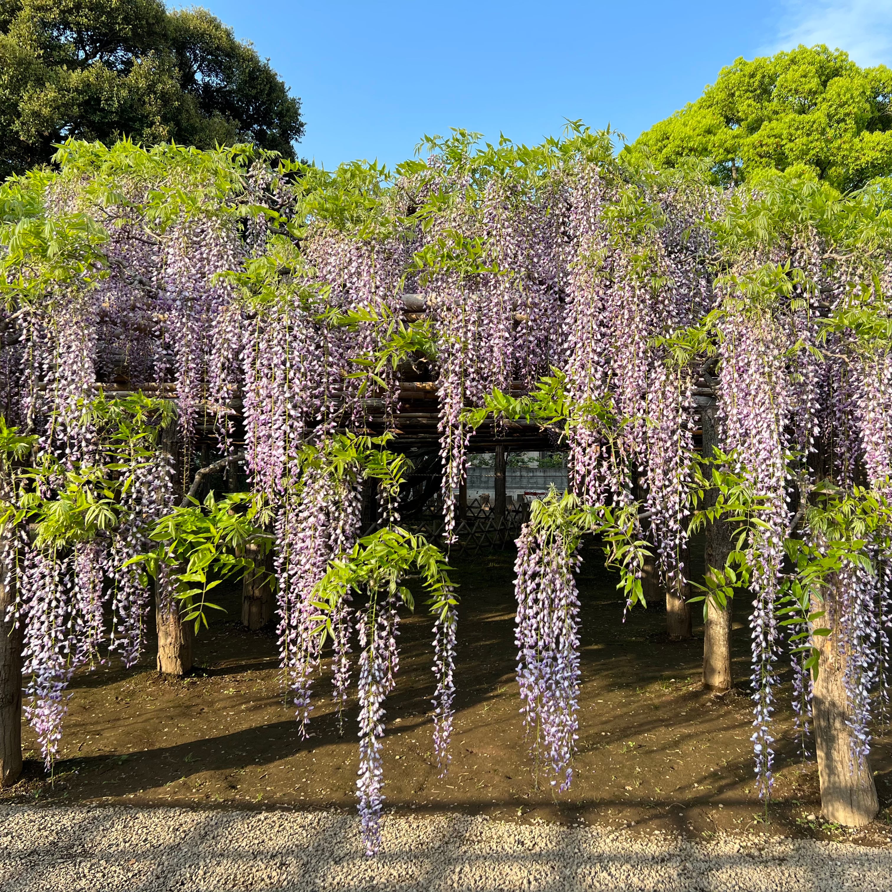 Original Textile 'Wisteria' White & Wisteria | IBAMOTO HONTEN
