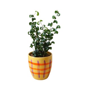 ベンジャミンバロック（40cm）