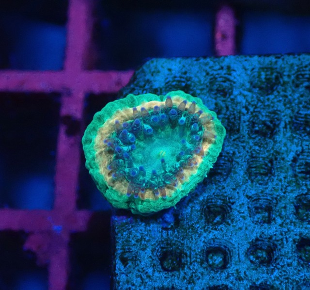 Trachyphyllia Baby 3