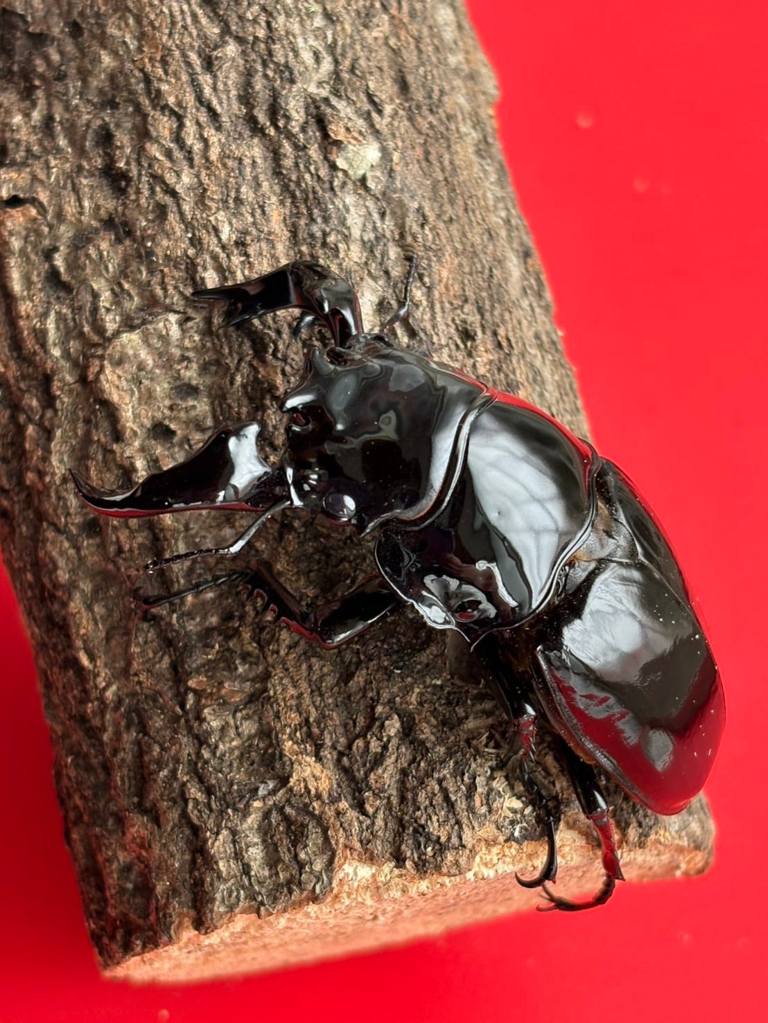 ヤエヤママルバネクワガタ飼育記録 【飼育品】ヤエヤマ