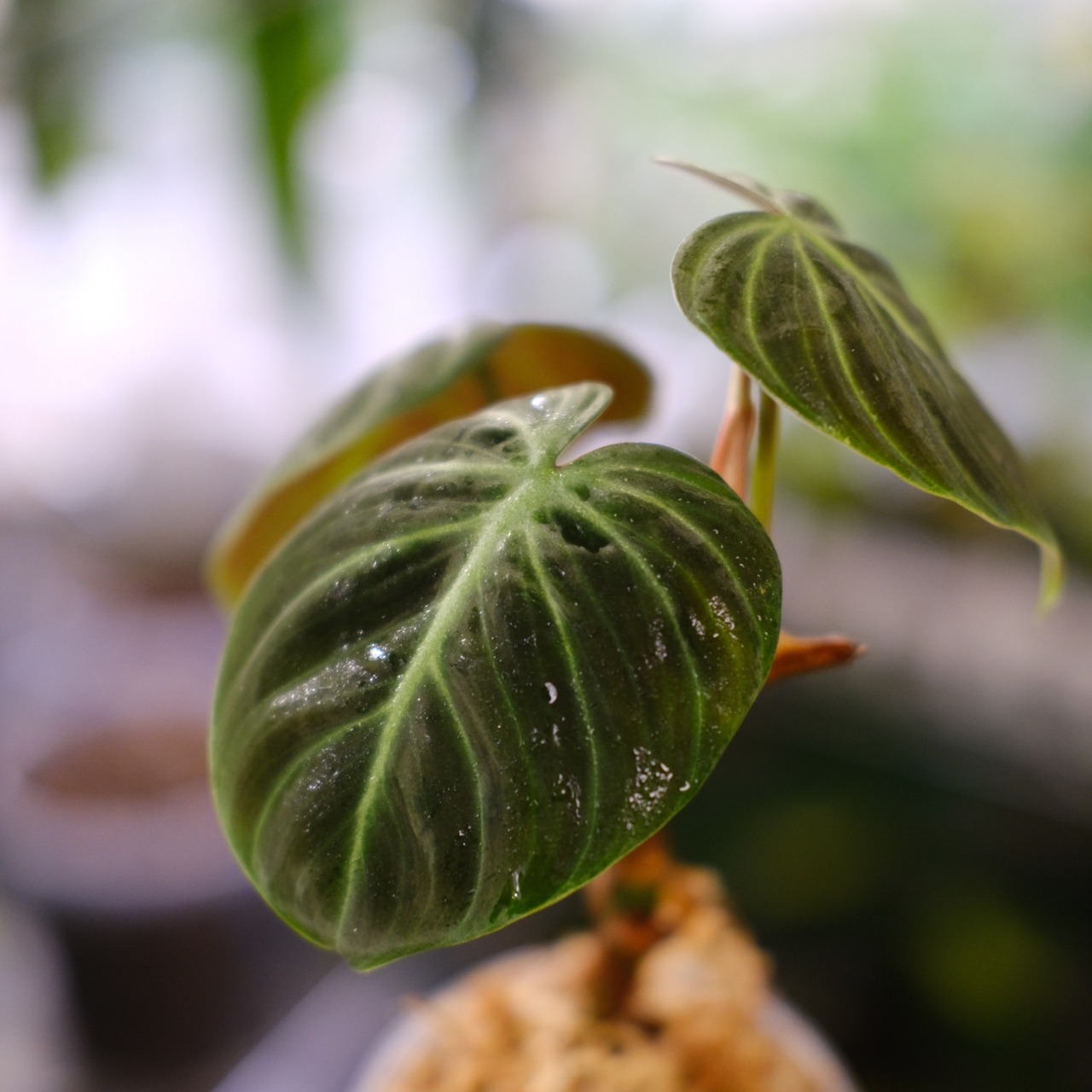 フィロデンドロン エルチョコレッド / Philodendron "El Choco Red"⑬ / 観葉植物<育て方・花言葉>