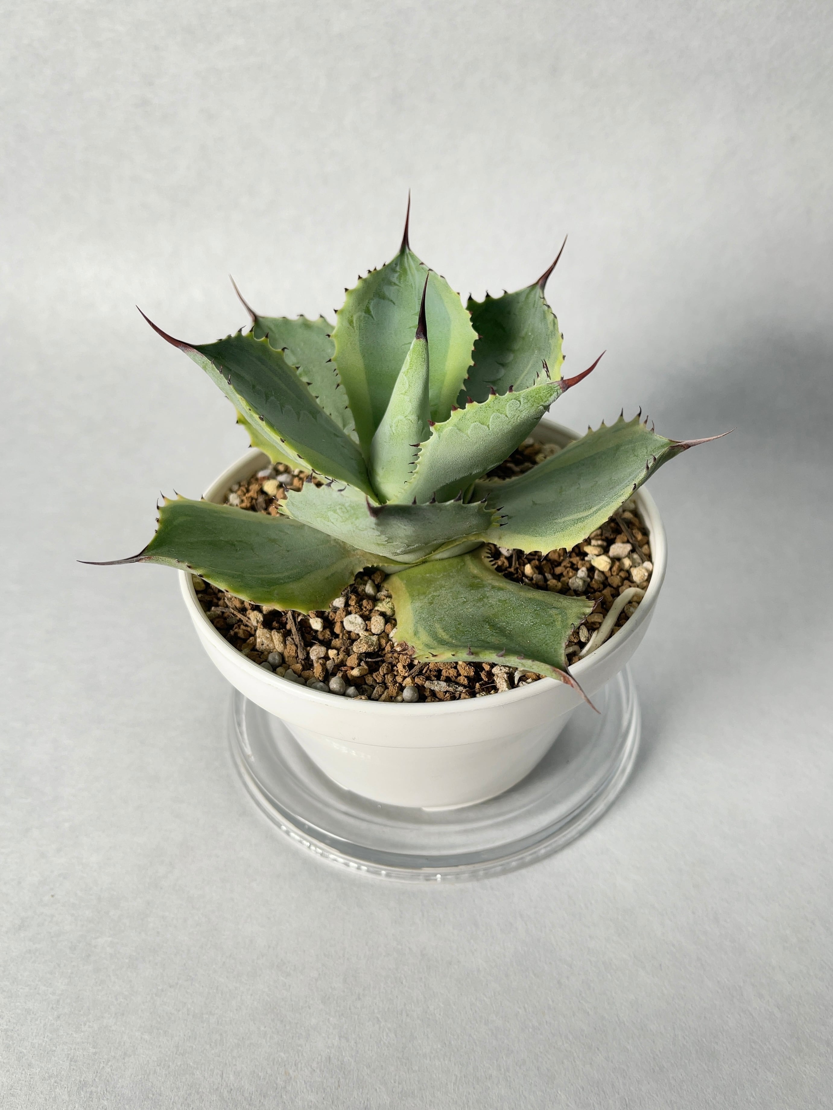 アガベ・ポタトラム・トレードウィンズ | trigger