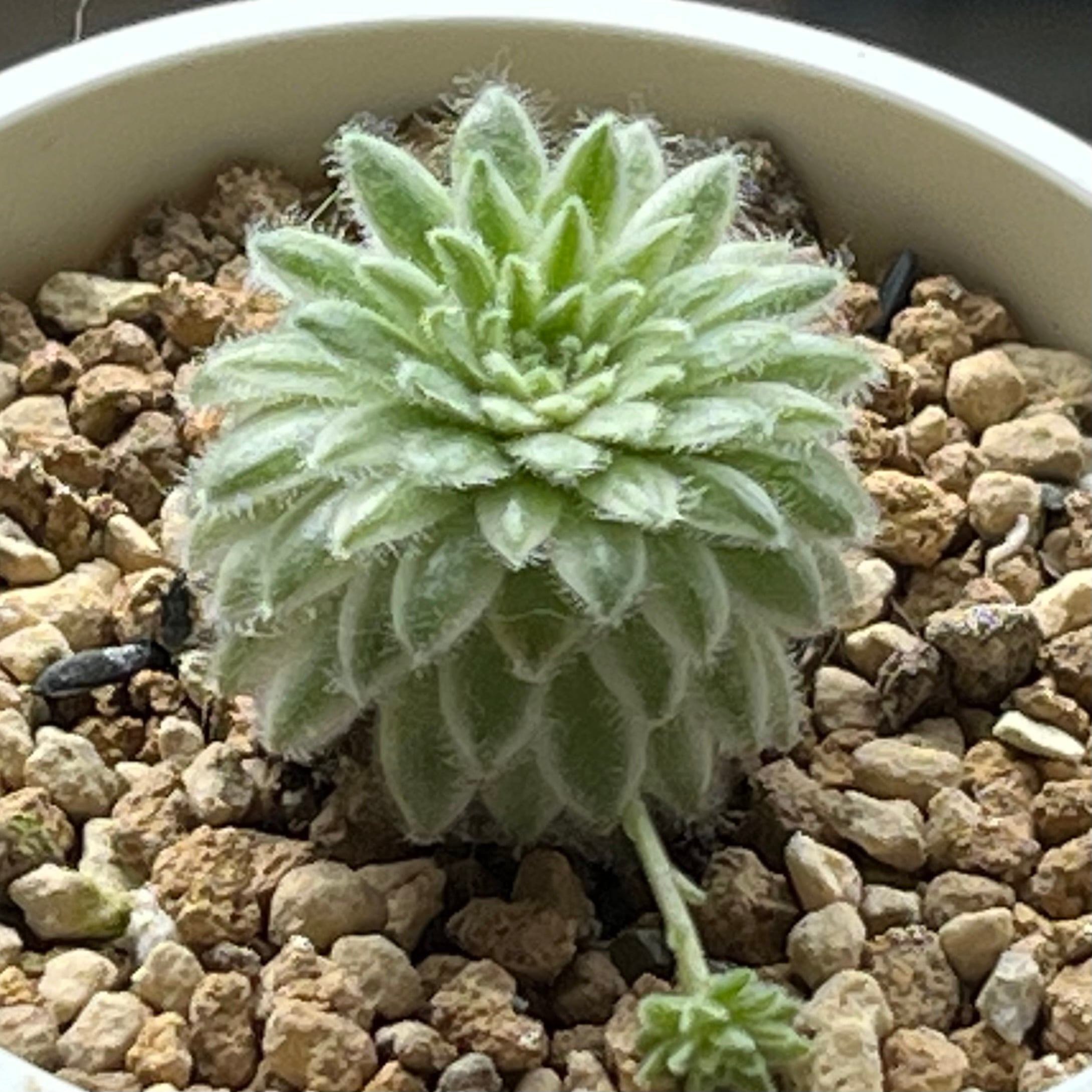 センペルビウム | mocono_plants
