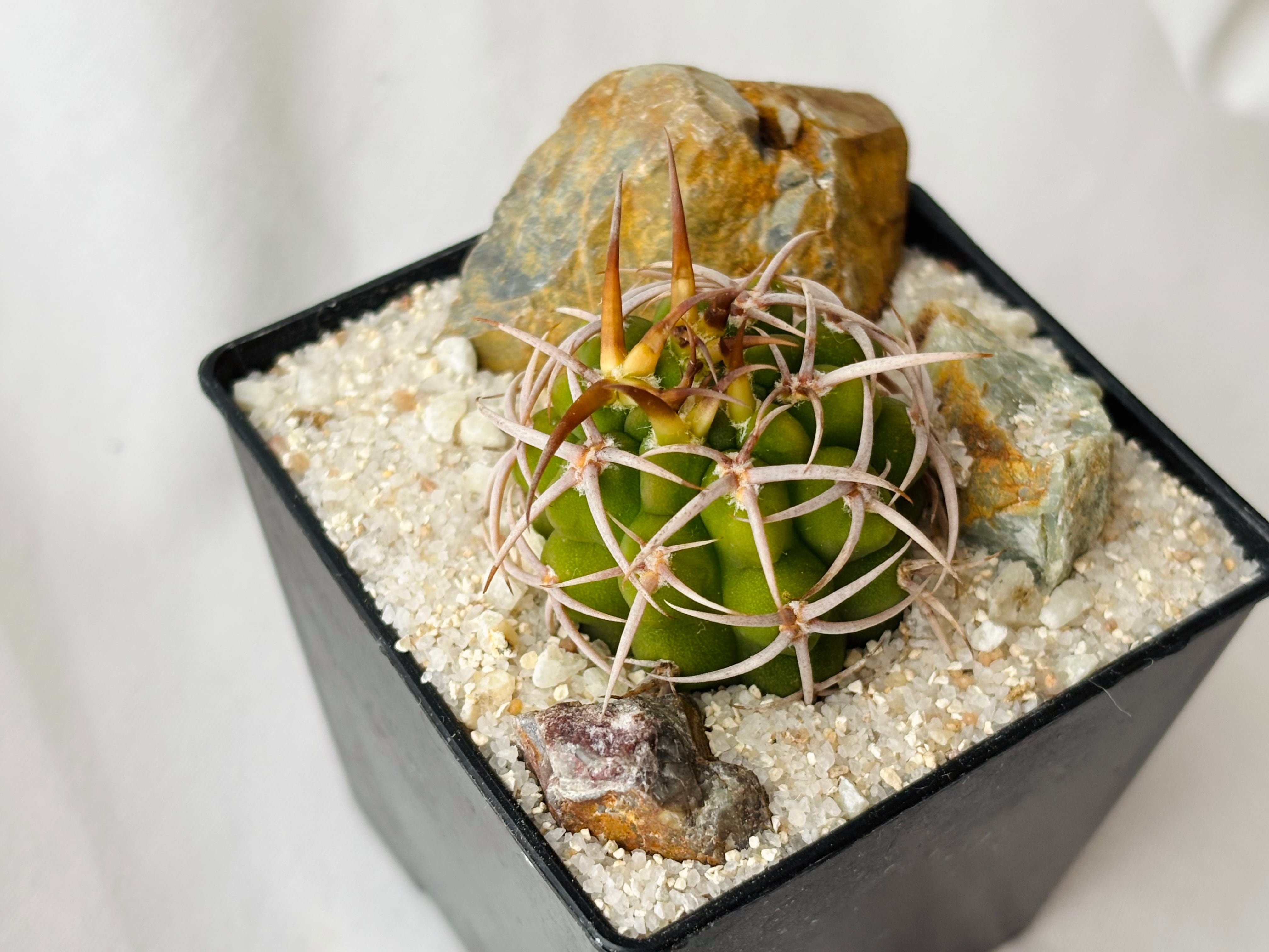 Gymnocalycium mostii ssp. ferocior ギムノカリキウム フェロシオール