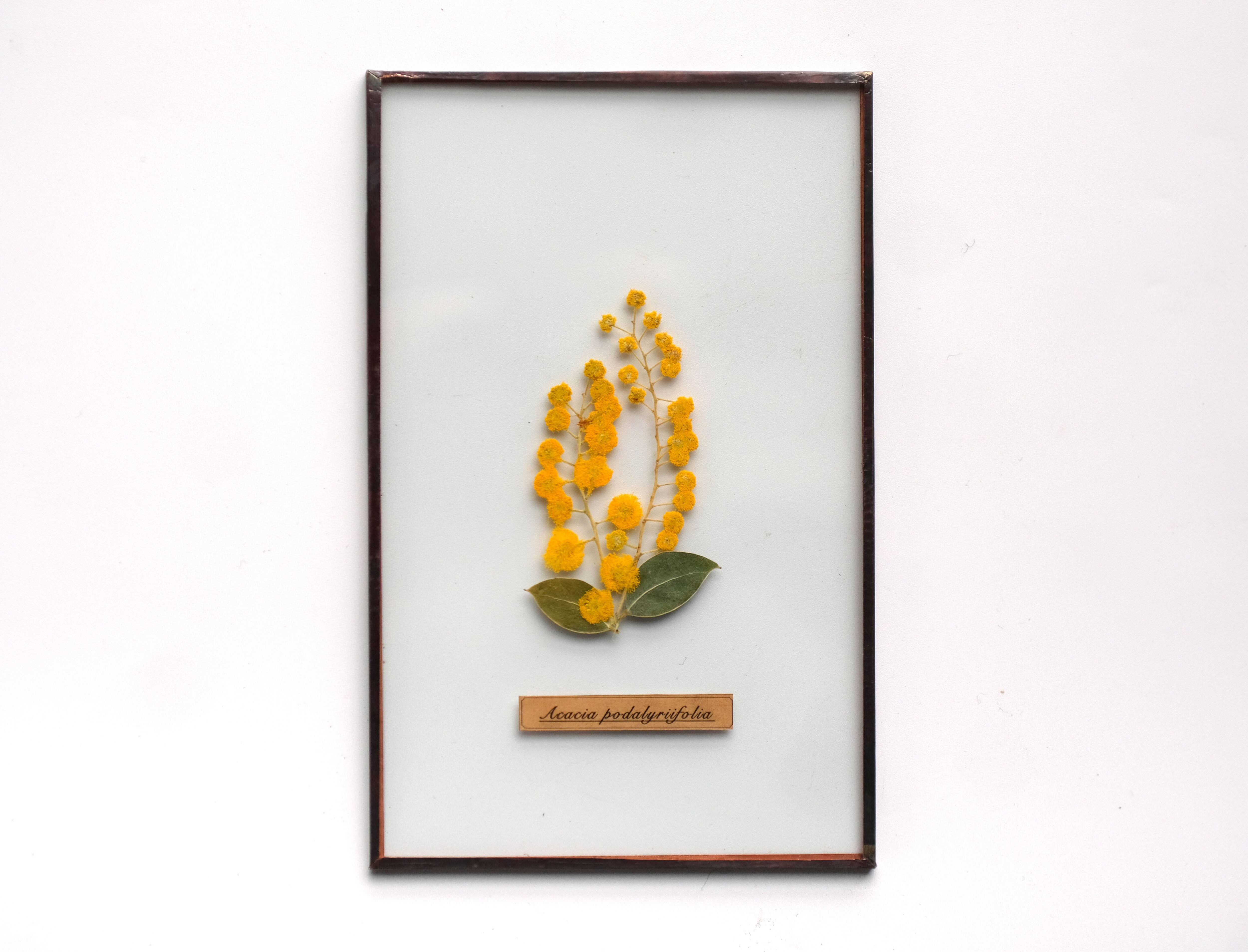 はいいろオオカミ＋花屋西別府商店