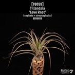 Tillandsia 'Love Knot'〔ティランジア〕T6059