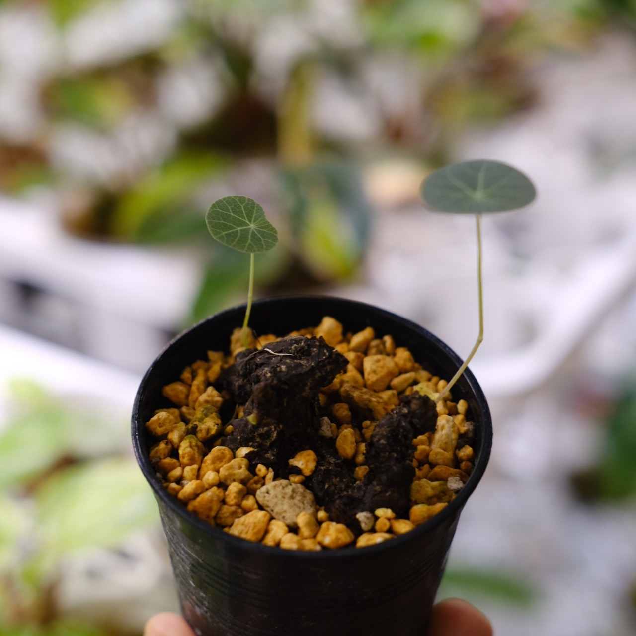 Stephania kaweesakii / ステファニア カウィーサキー㉑/ 観葉植物