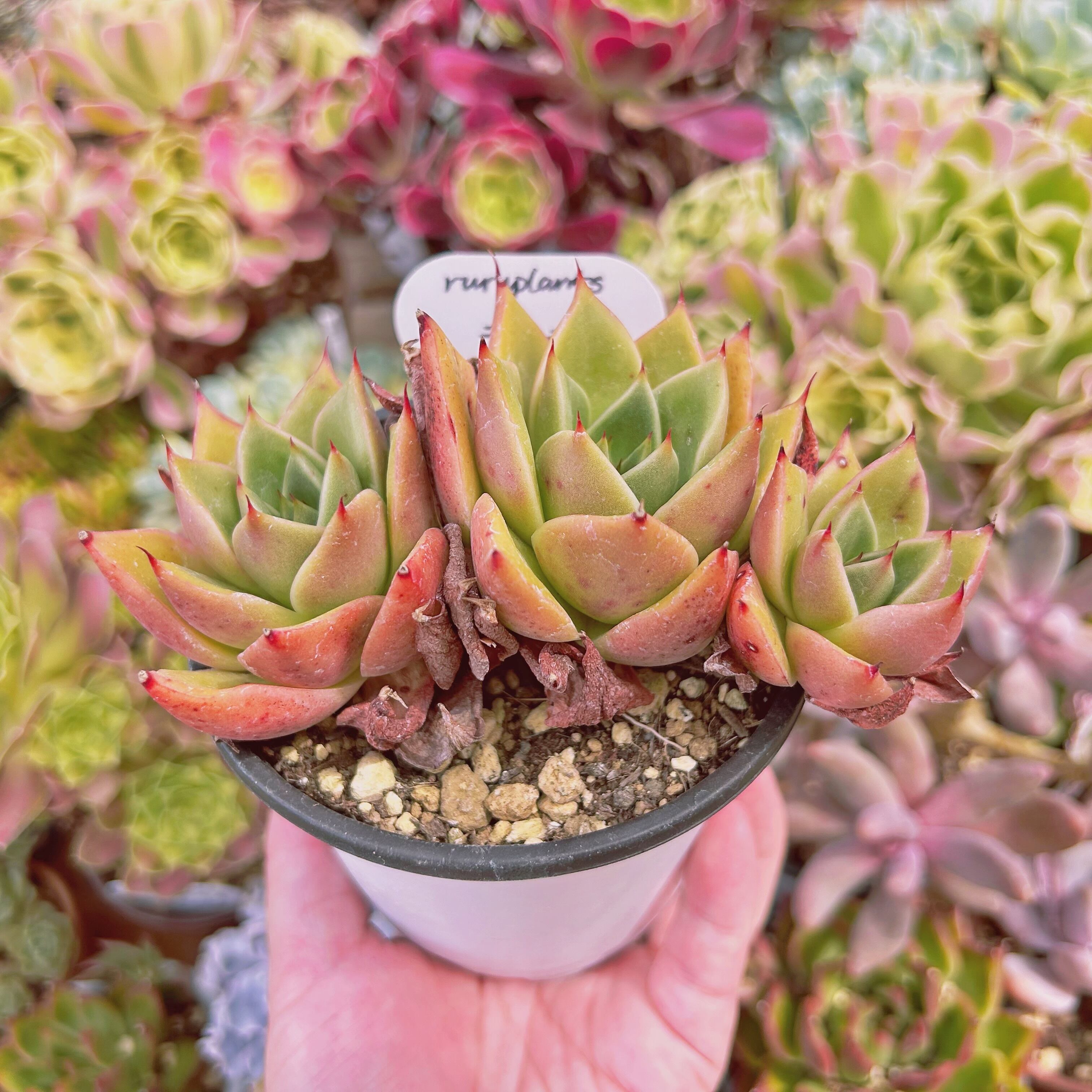 【7苗限定】11 テテラエンシス E.tetelaensis 多肉植物 現物 多肉植物 テスラ 特大 抜き苗 | るる農園~多肉植物専門