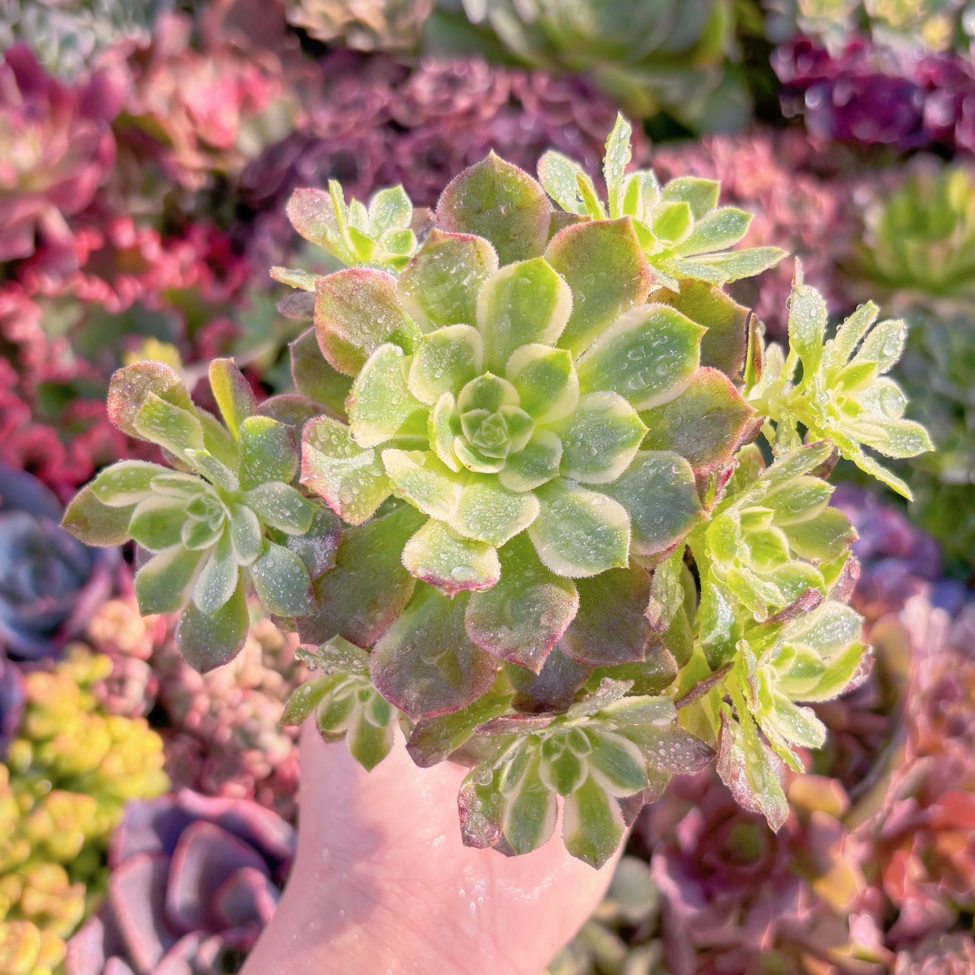 現品　海王#M213　群生　るる農園