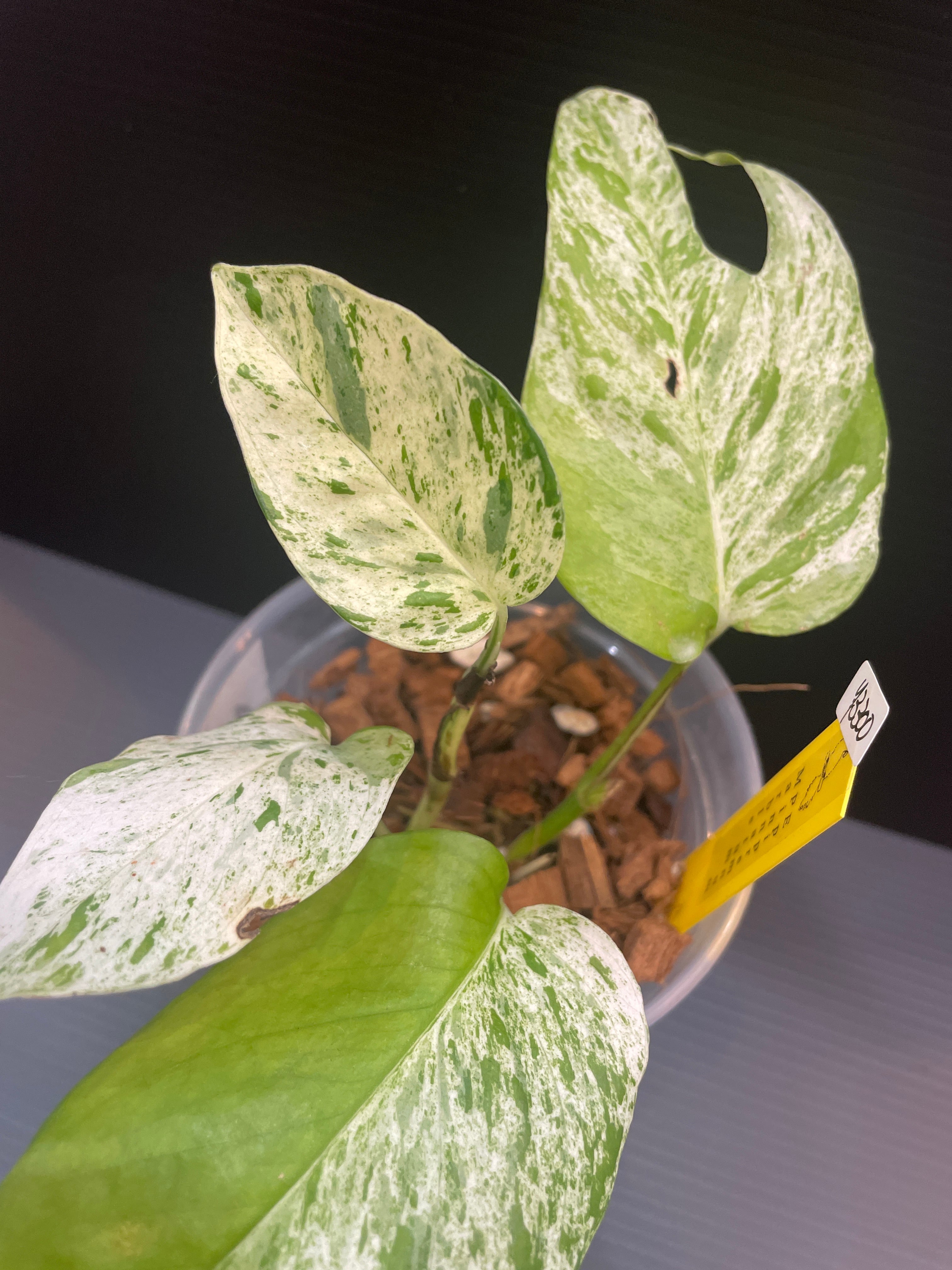 A4 エピプレナムピナツム マーブル | Gardenえん 【観葉熱帯植物・多肉 