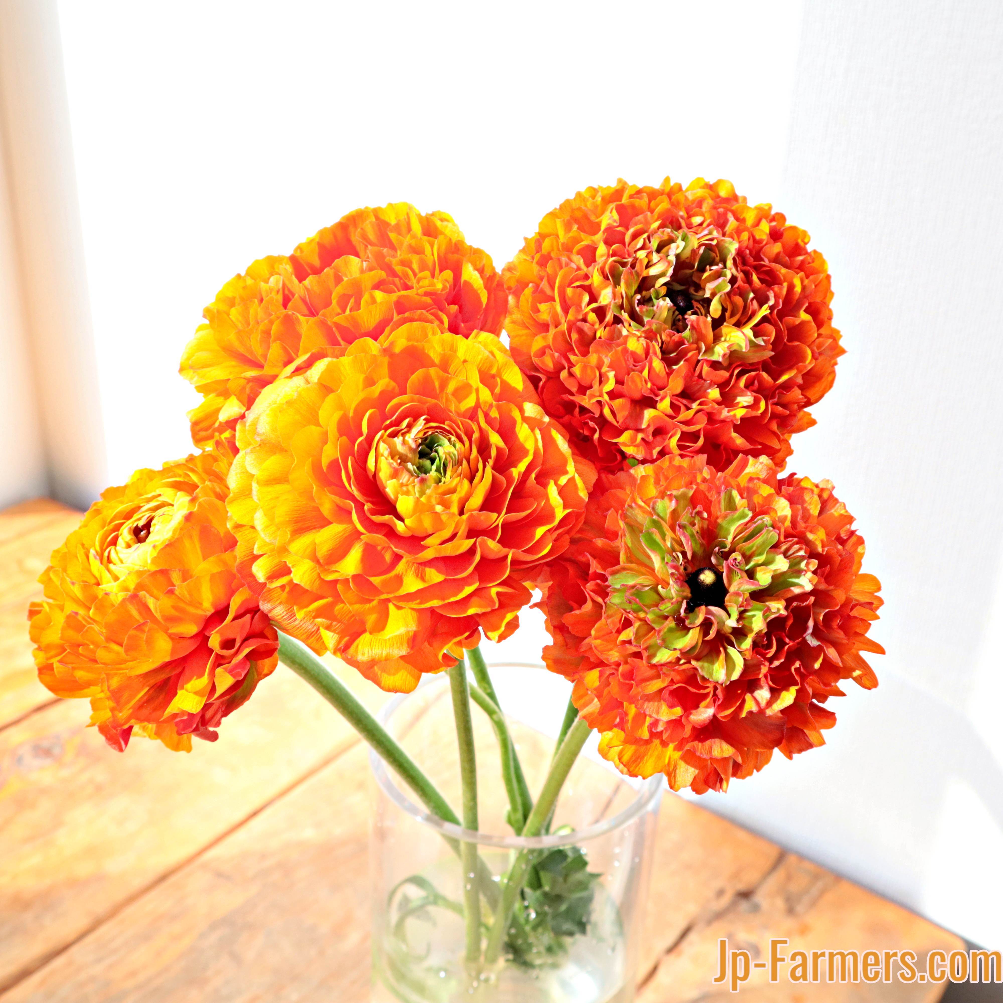 ラナンキュラス | 新鮮お花問屋 Jp-Farmers.com