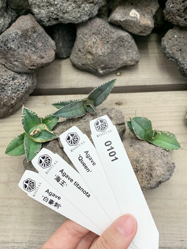 ★0101　アガベ　女王・海王・白豪刺（ベアルート）3点セット