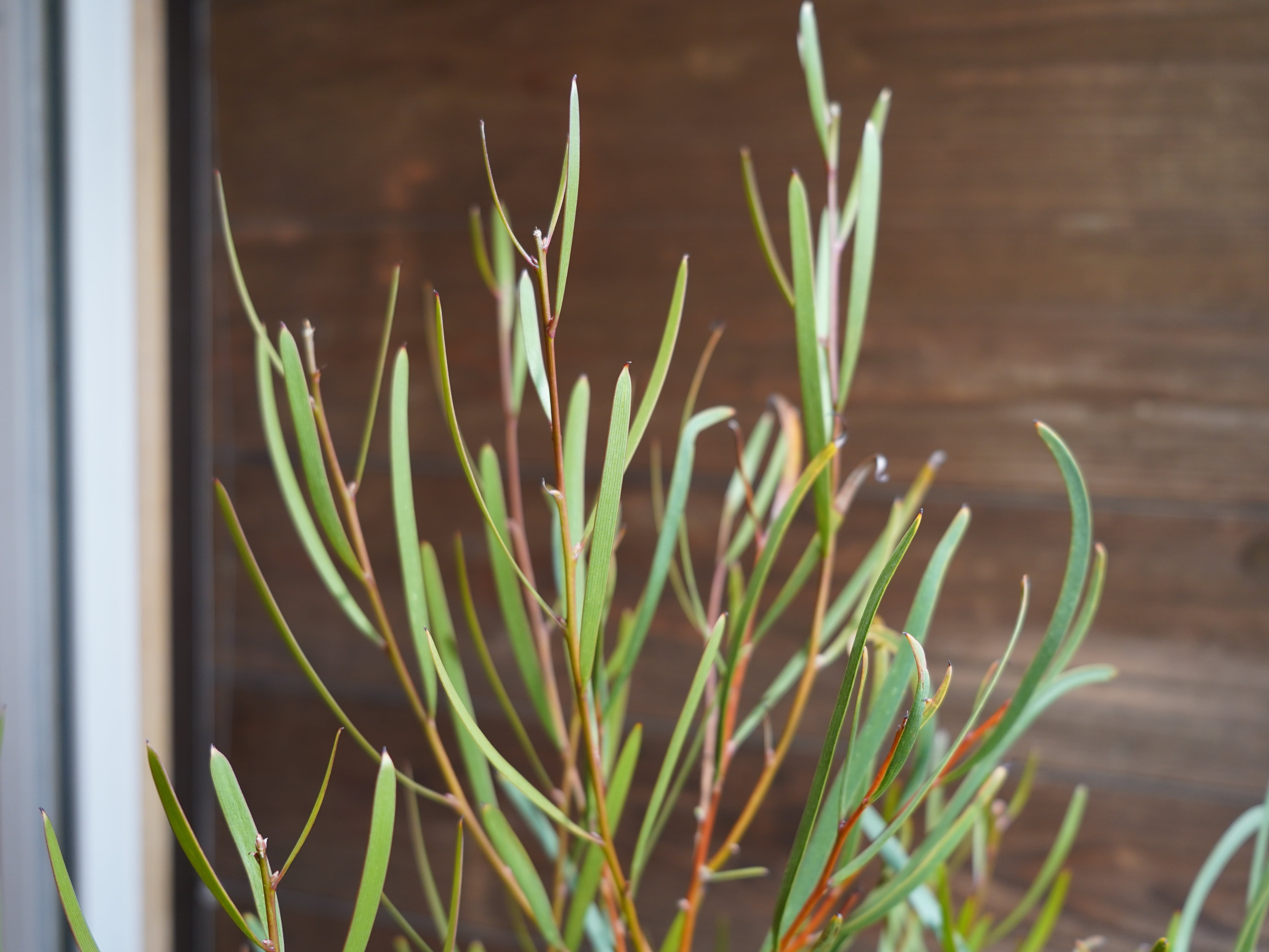 【現物】ハケア　”マルチリネアータ”