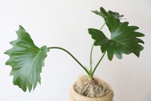 セローム 根上り/Philodendron selloum　※陶器鉢カバー付き