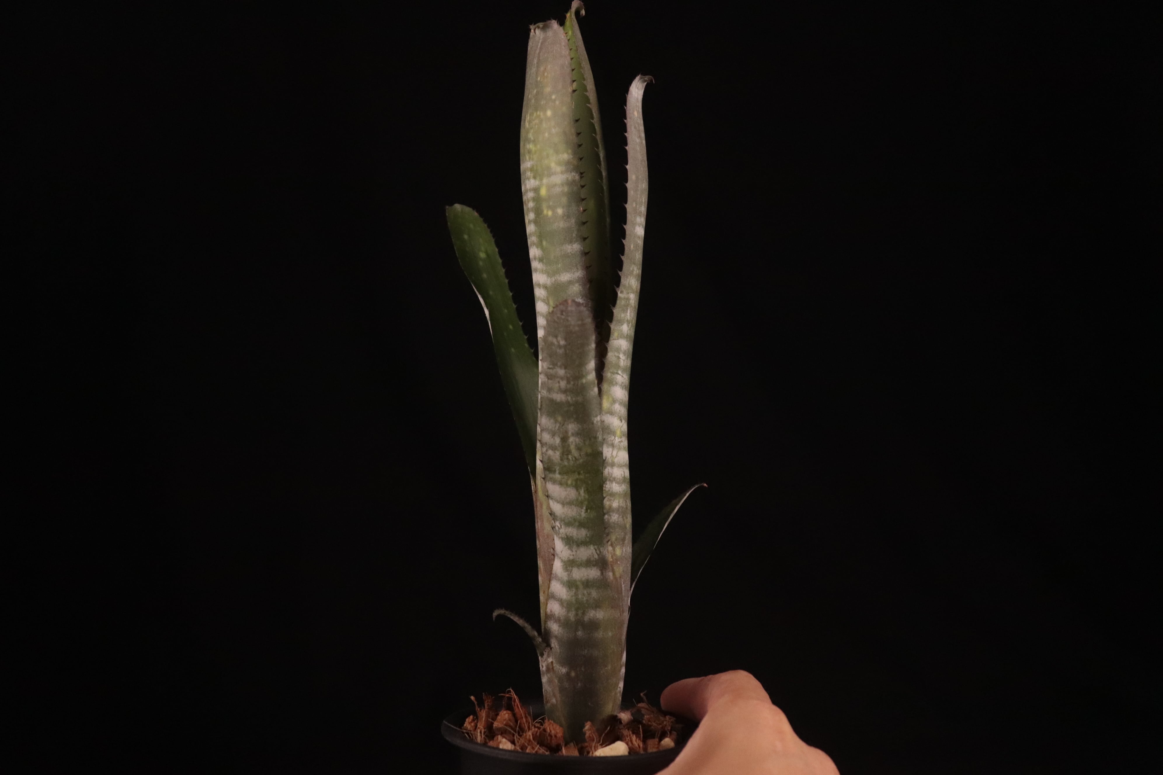 送料無料】Billbergia 'Moulin Rouge'〔ビルベルギア〕現品発送