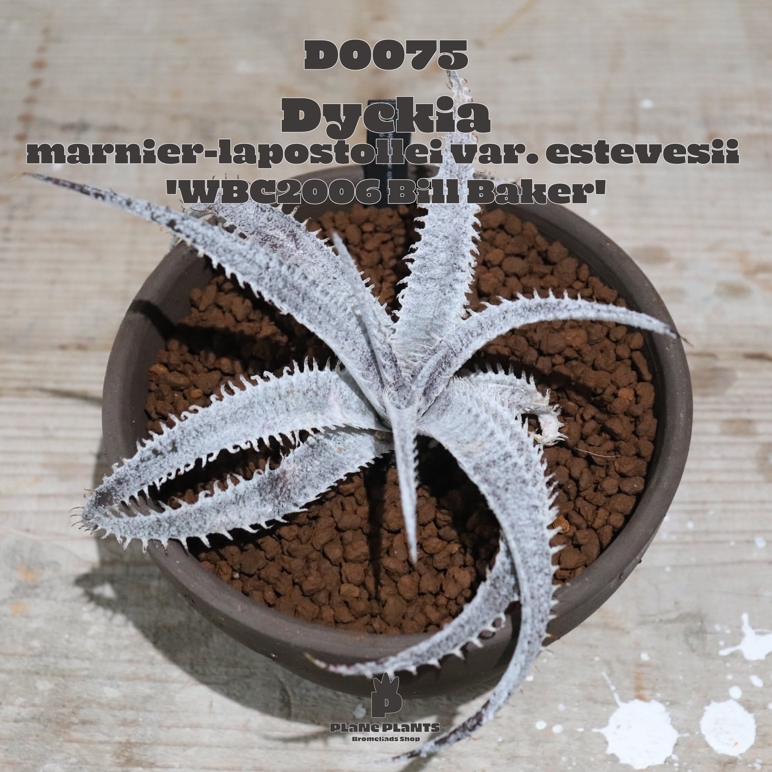 ディッキア Dyckia ML var. Walter Kranz ⑵ ディッキア Dyckia ML var. Walter Kranz ⑵ ディッキア：Dyckia