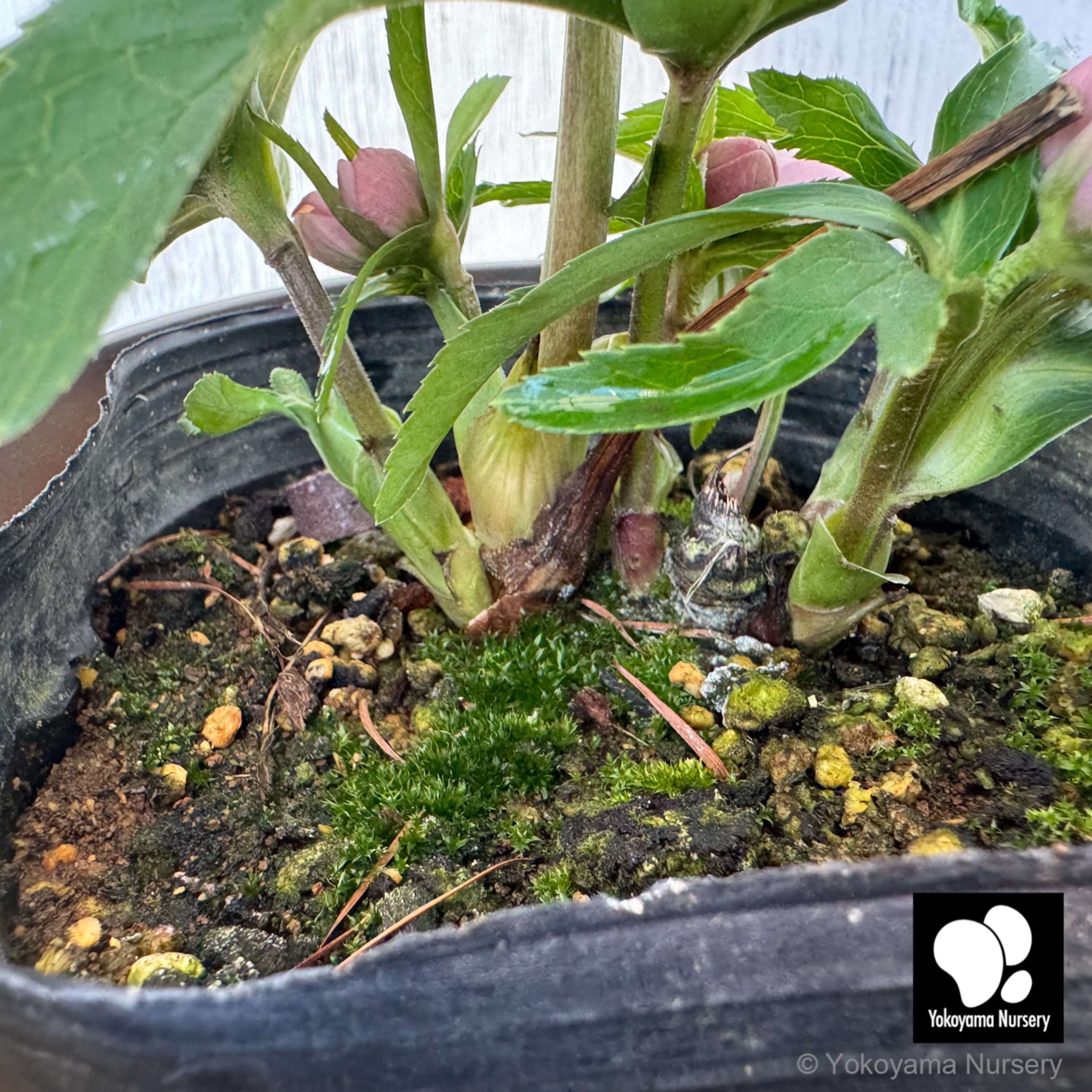 抽選販売】［17］ クリスマスローズ ベビードール ピンク 4.5号 | 横山