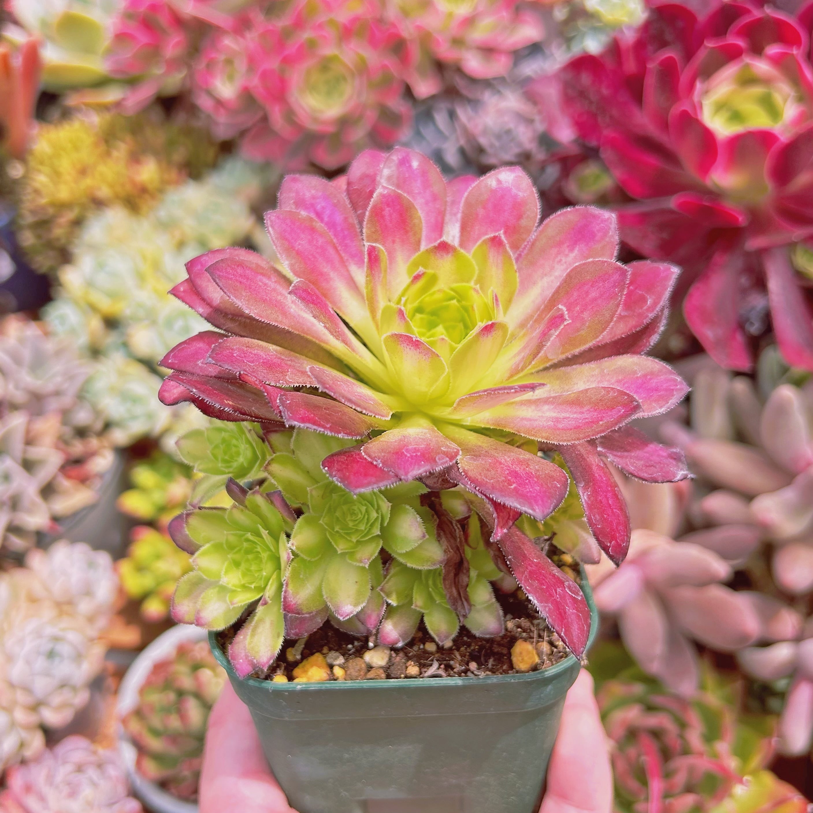 多肉植物 Aeonium 新品種 韶華 5頭以上 | るる農園~多肉植物専門