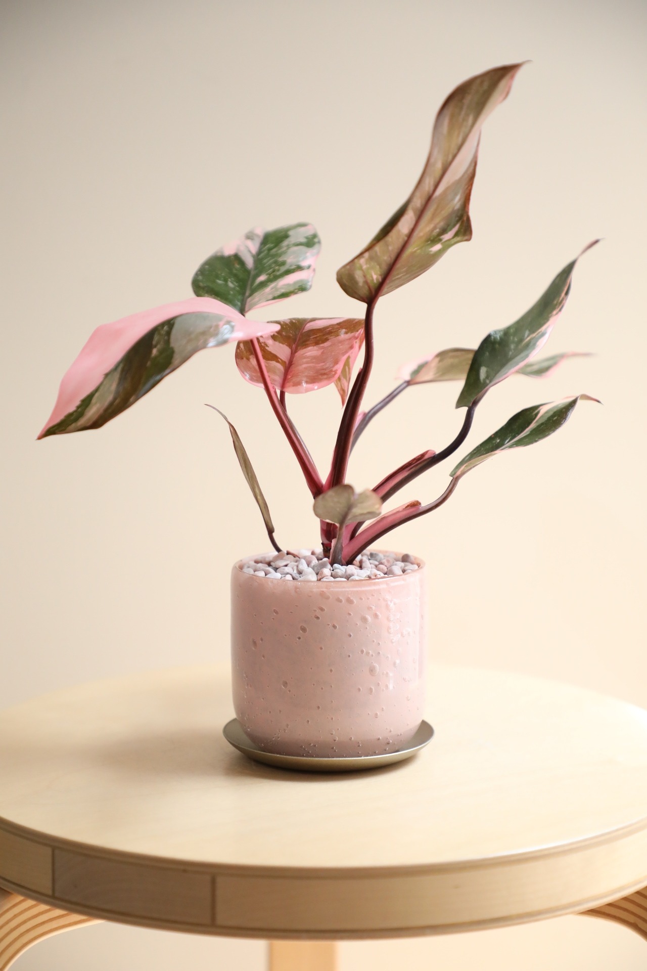 【M】フィロデンドロン ピンクプリンセス/Philodendron Pink Princess