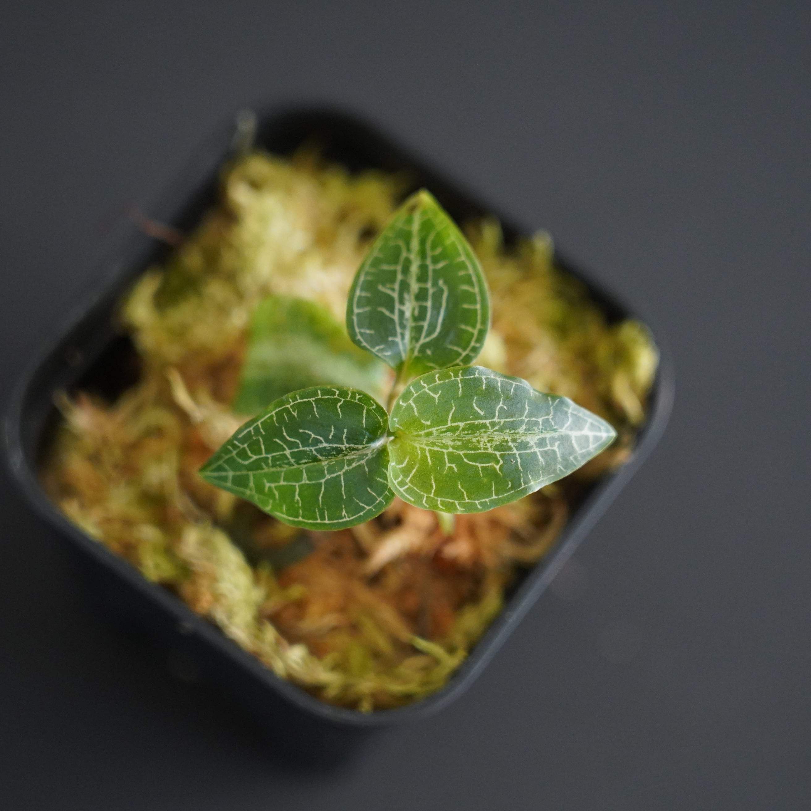 ◇現品◇ハチジョウシュスラン Goodyera hachijoensis【ジュエル