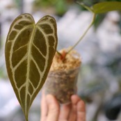 アンスリウム ドラヤキ × レッドクリスタリナム / Anthurium Dorayaki × Red Crystallinum③ / 観葉植物<育て方・花言葉>