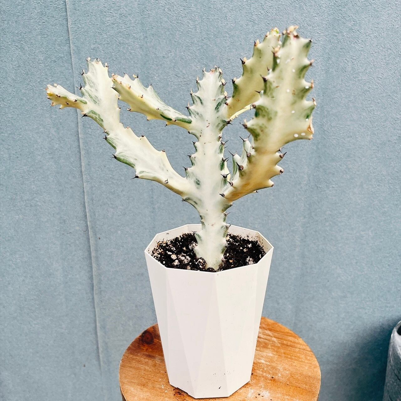 現品］97番 エスキナンサス ラディカンス 5号 観葉植物 室内 吊り下げ