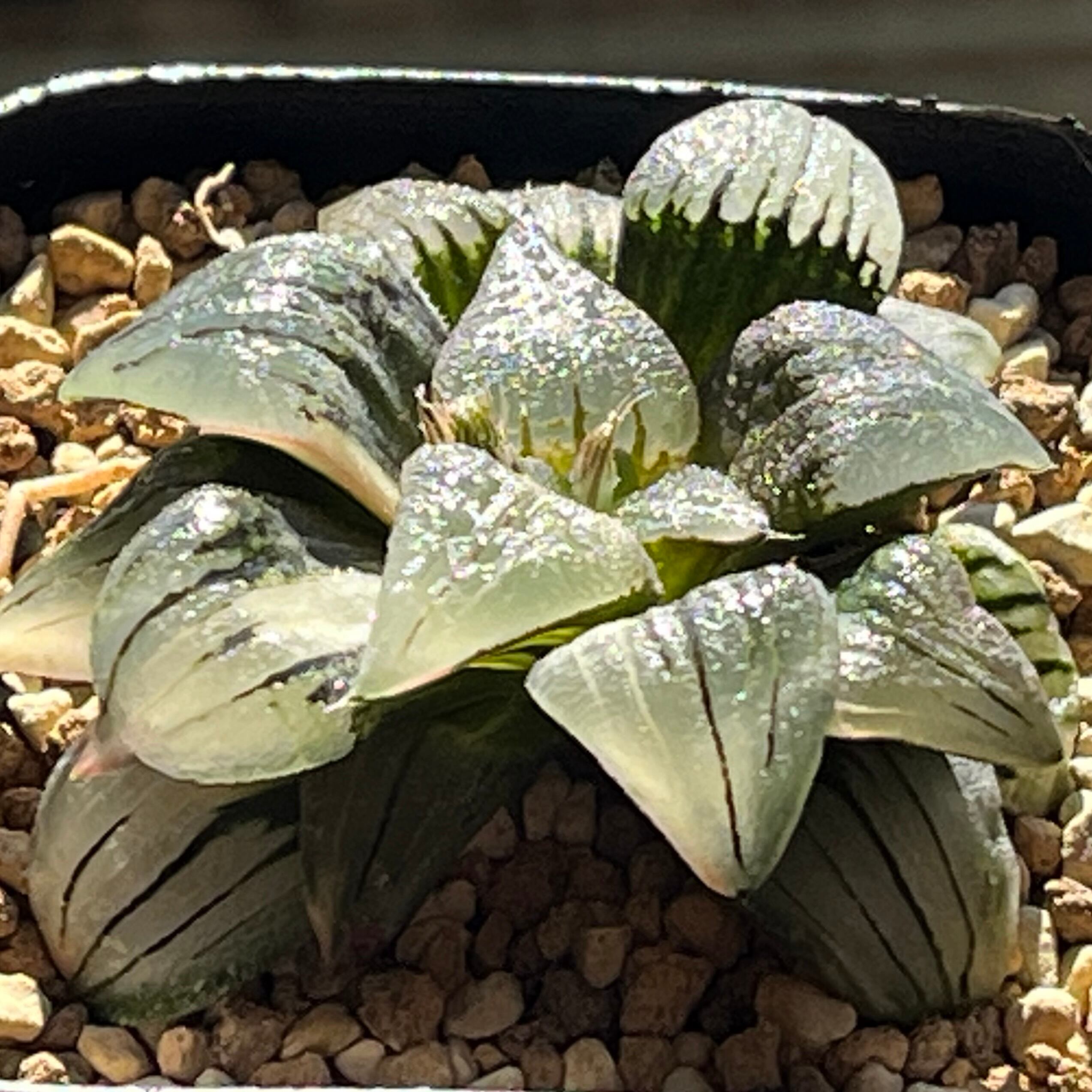 ハオルチア 紅雫錦 極上斑 親株サイズ ハオルチア 紅紋寿錦 | mocono_plants