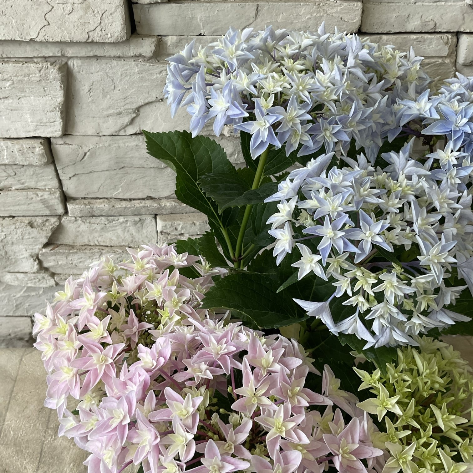 観葉植物】セローム 4寸鉢 | 橋本種苗園