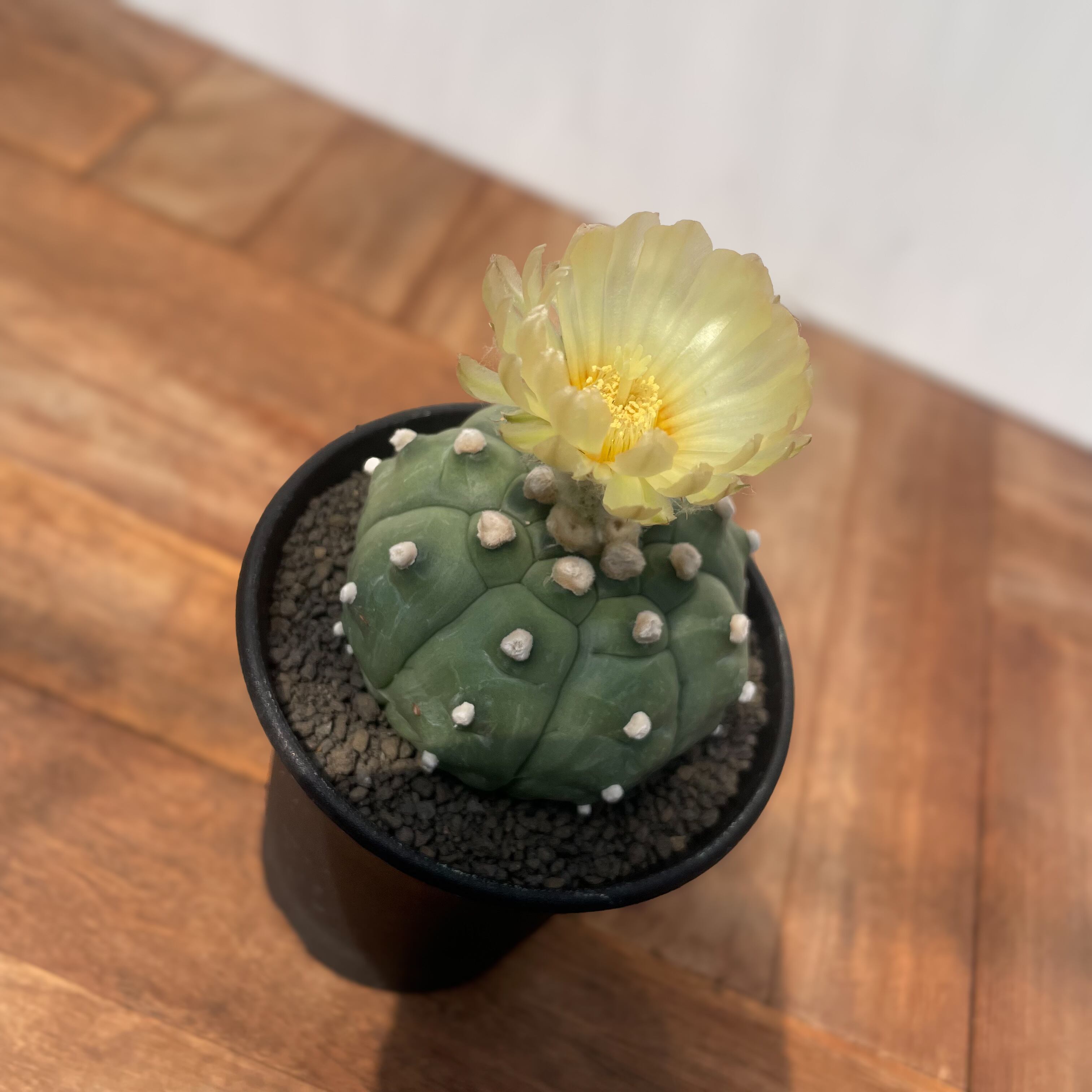 Astrophytum asterias f.nudum【アストロフィツム・亀甲瑠璃兜