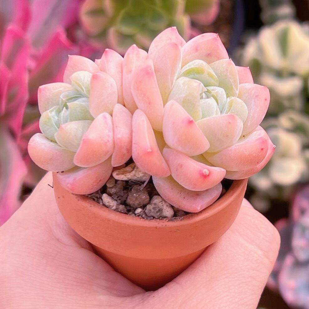 多肉植物 新品種Echeveria剛毅 新入荷 | Pay ID