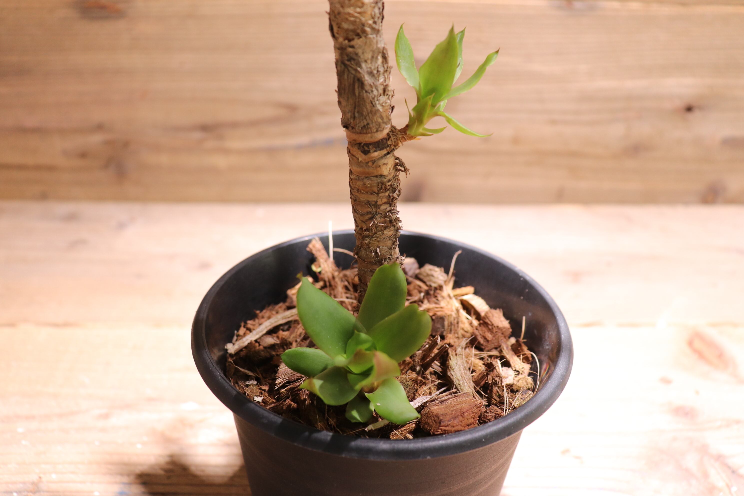送料無料】Aechmea 'Stalker'〔エクメア〕現品発送A0052 | plane plants