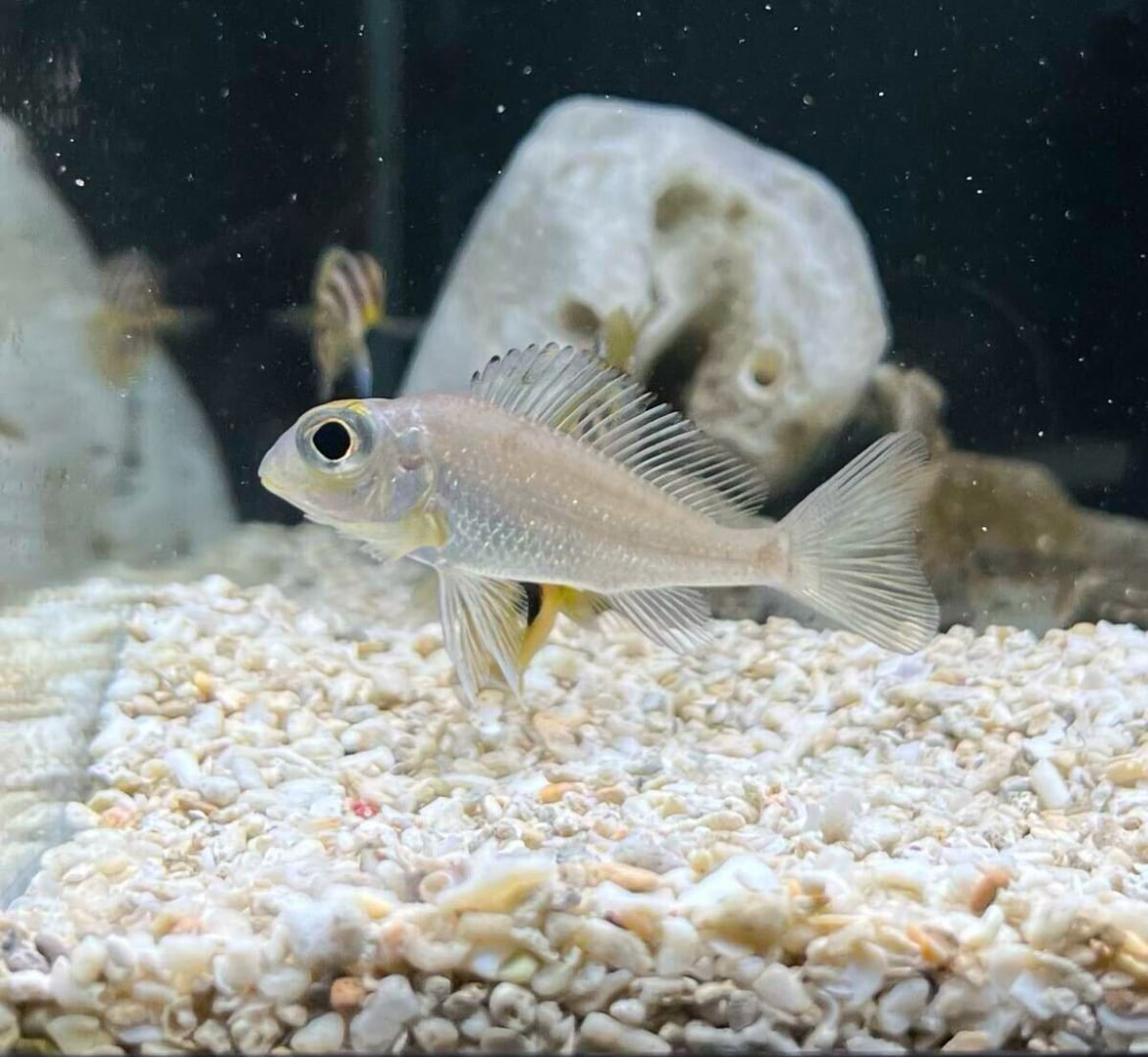 激レア カロクロミス マクロップ レッド ンドーレCallochromis macrop red ndole アフリカンシクリッド タンガニイカ湖 1匹