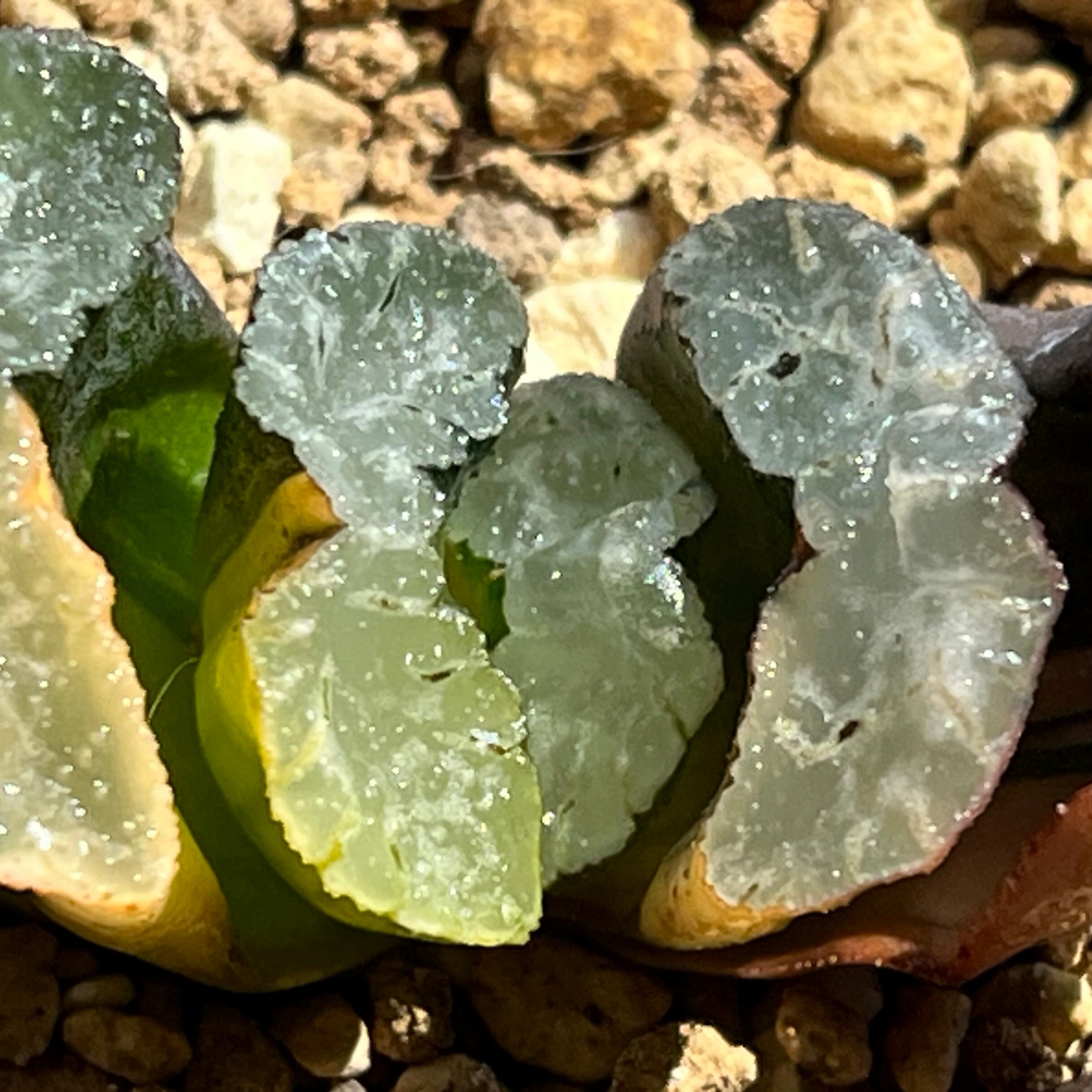 ハオルチア 玉扇錦 隼×玄武 | mocono_plants
