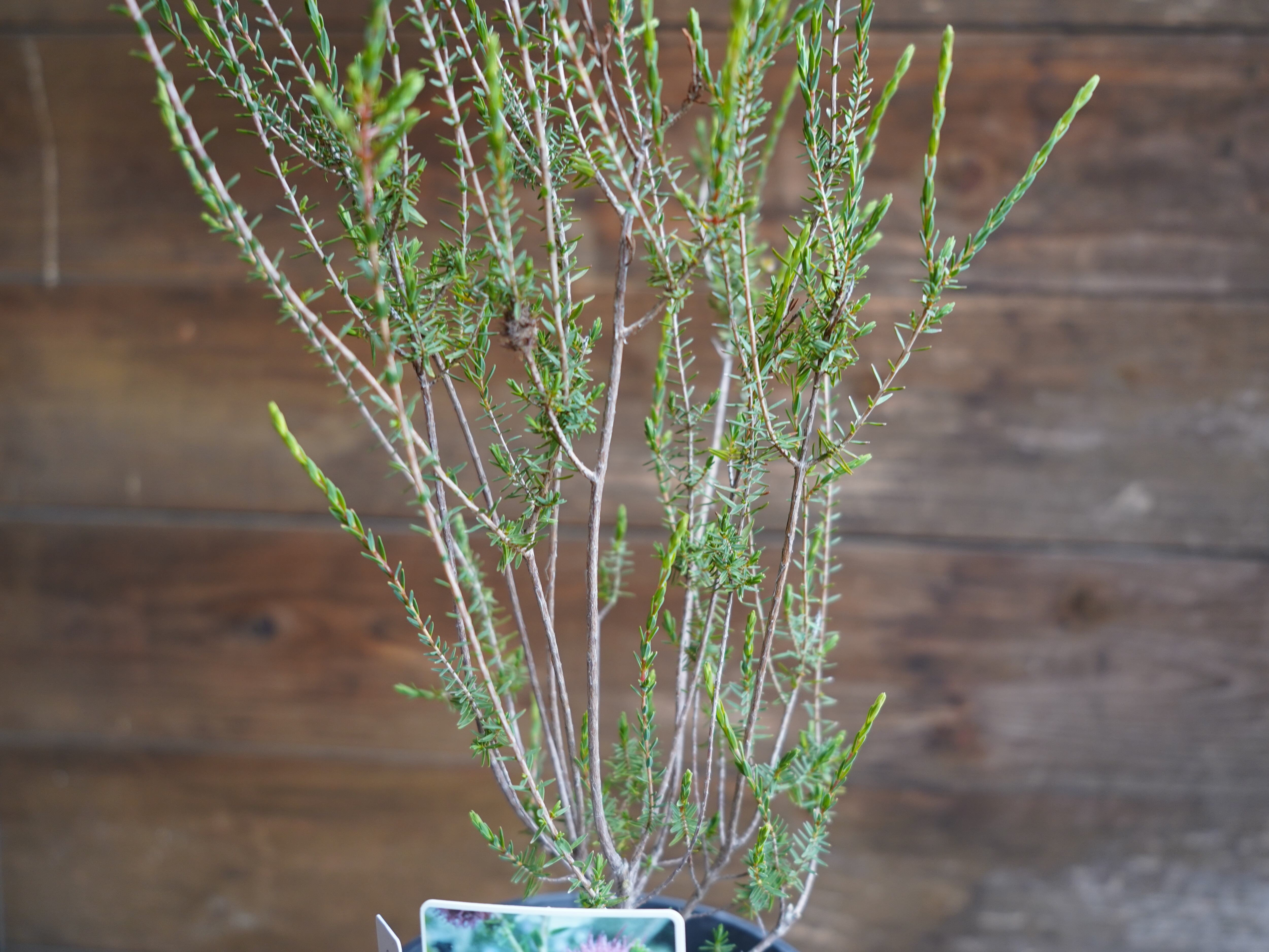 【現物】ビューフォーティア　プルプレア　C