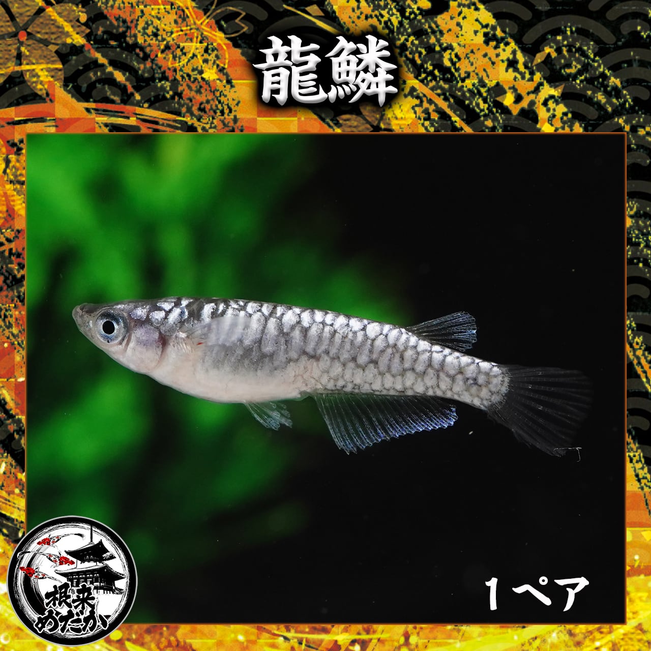 【1ペア】　龍鱗　　　無限めだか様直系　