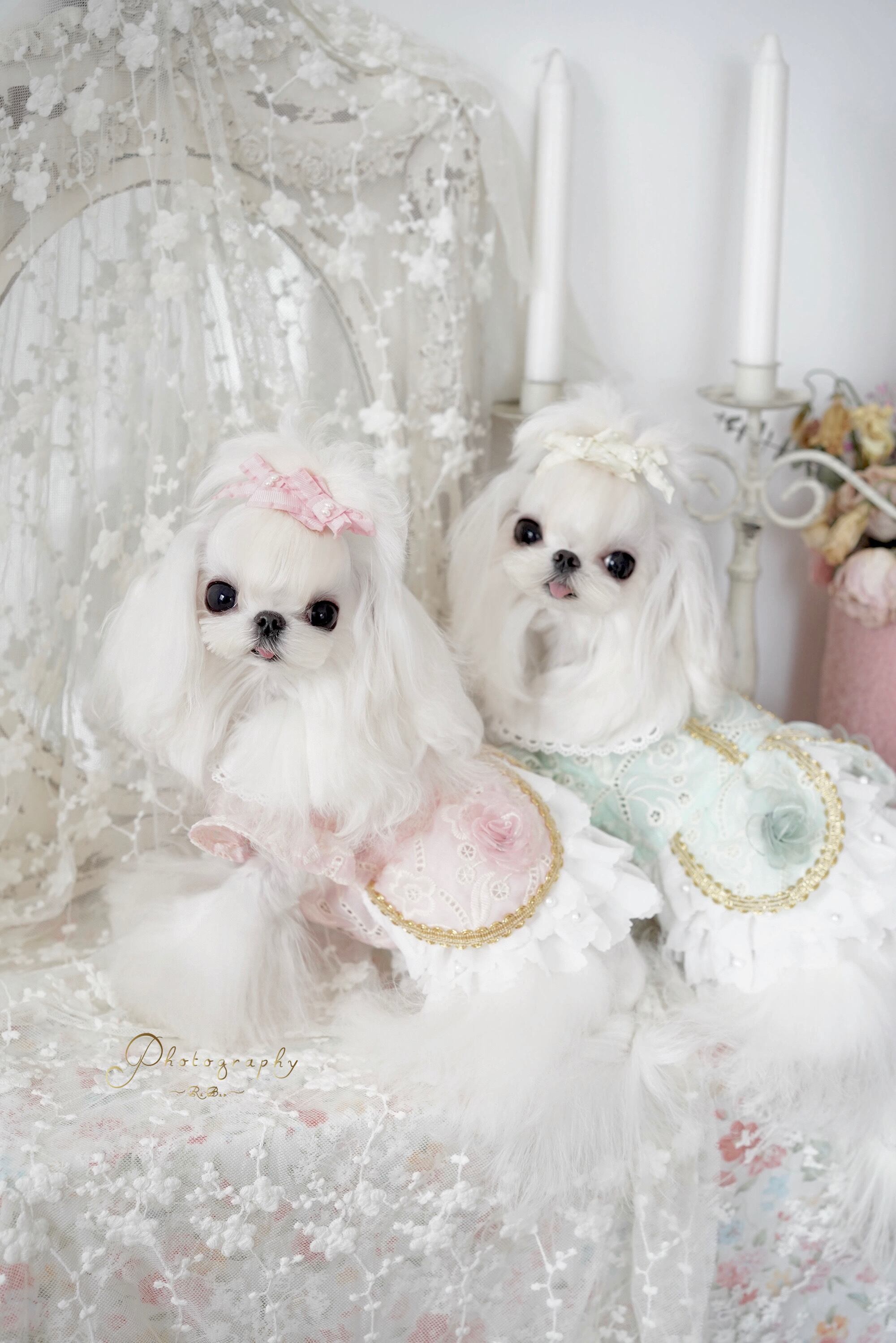 ロココ風プリンセスフラワーワンピース プチプラでも可愛い愛犬のお洋服通販 Sunnysevenpet