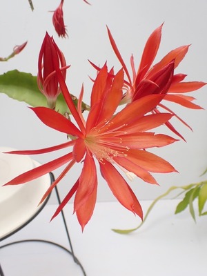 Epiphyllum hybrid '暁朱雀'　１０．５ｃｍＰＯＴ　３．５号鉢