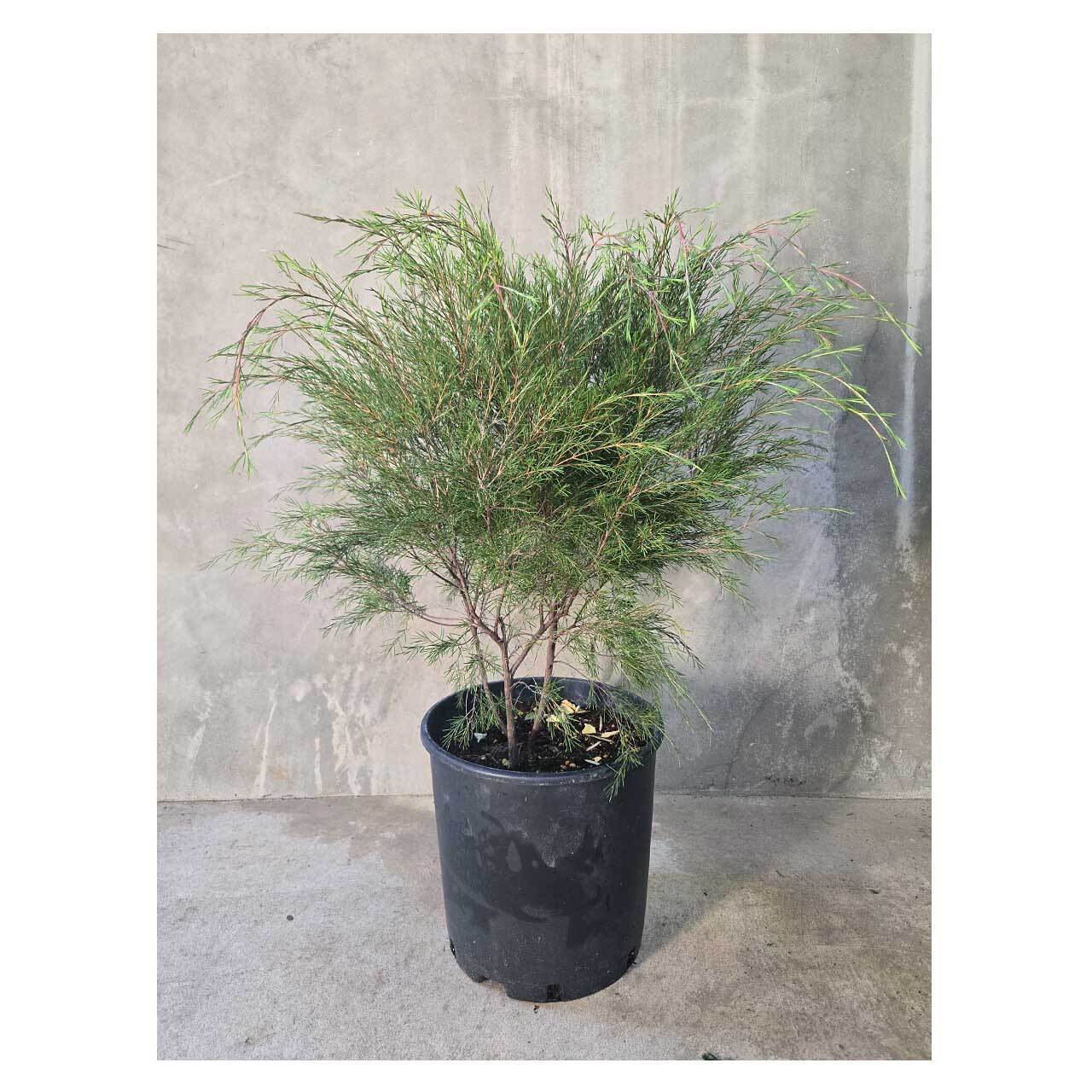 Baeckea linifolia | Seeding
