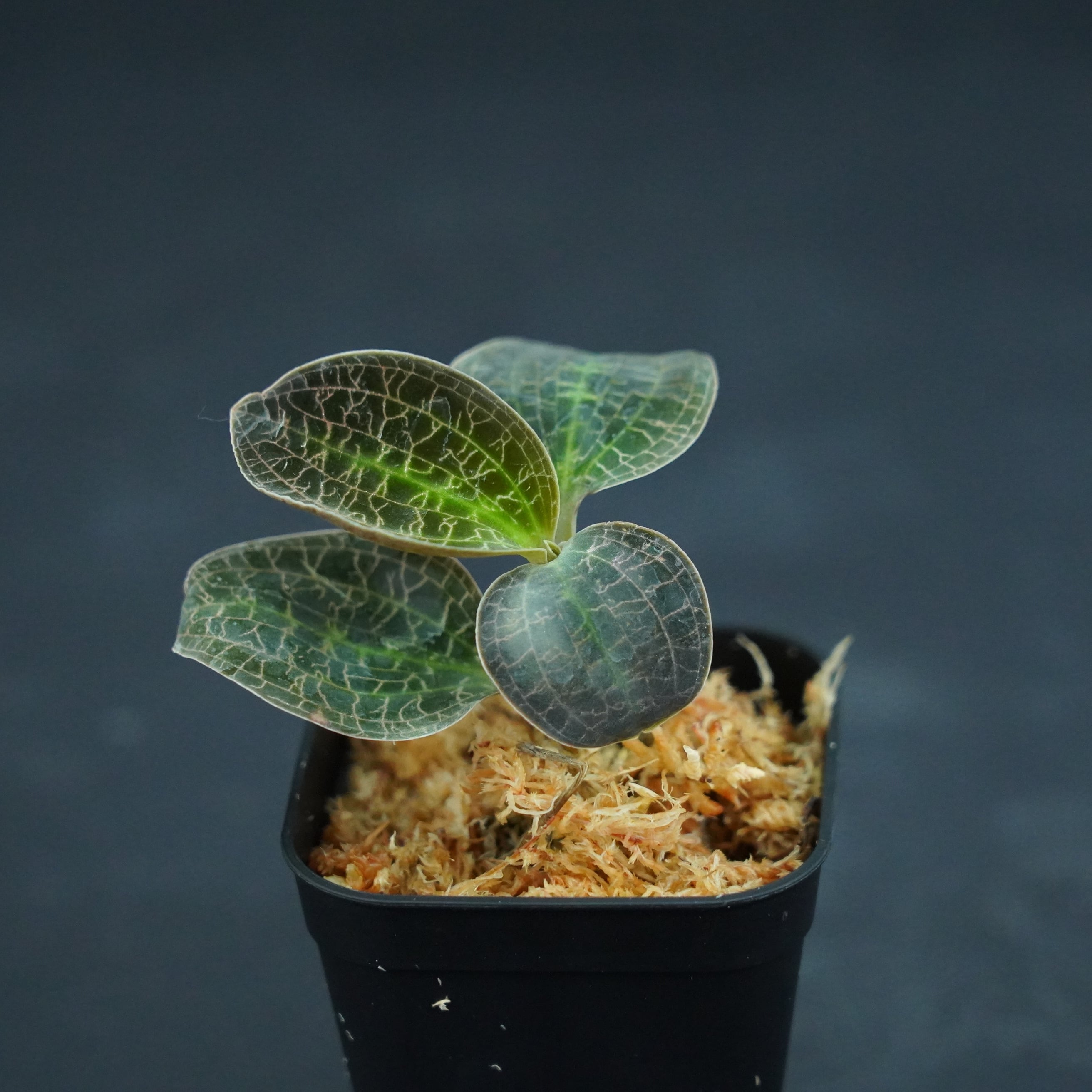 ◇現品◇ドッシニア マルモラータ【ジュエルオーキッド宝石蘭】#663