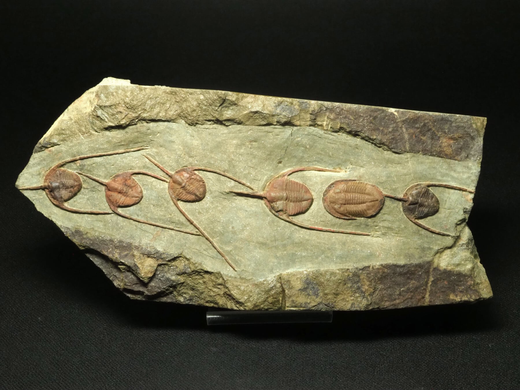 三葉虫の化石１点 三葉虫化石 Elrathia kingi エルラシア・キンギ iw160227a06