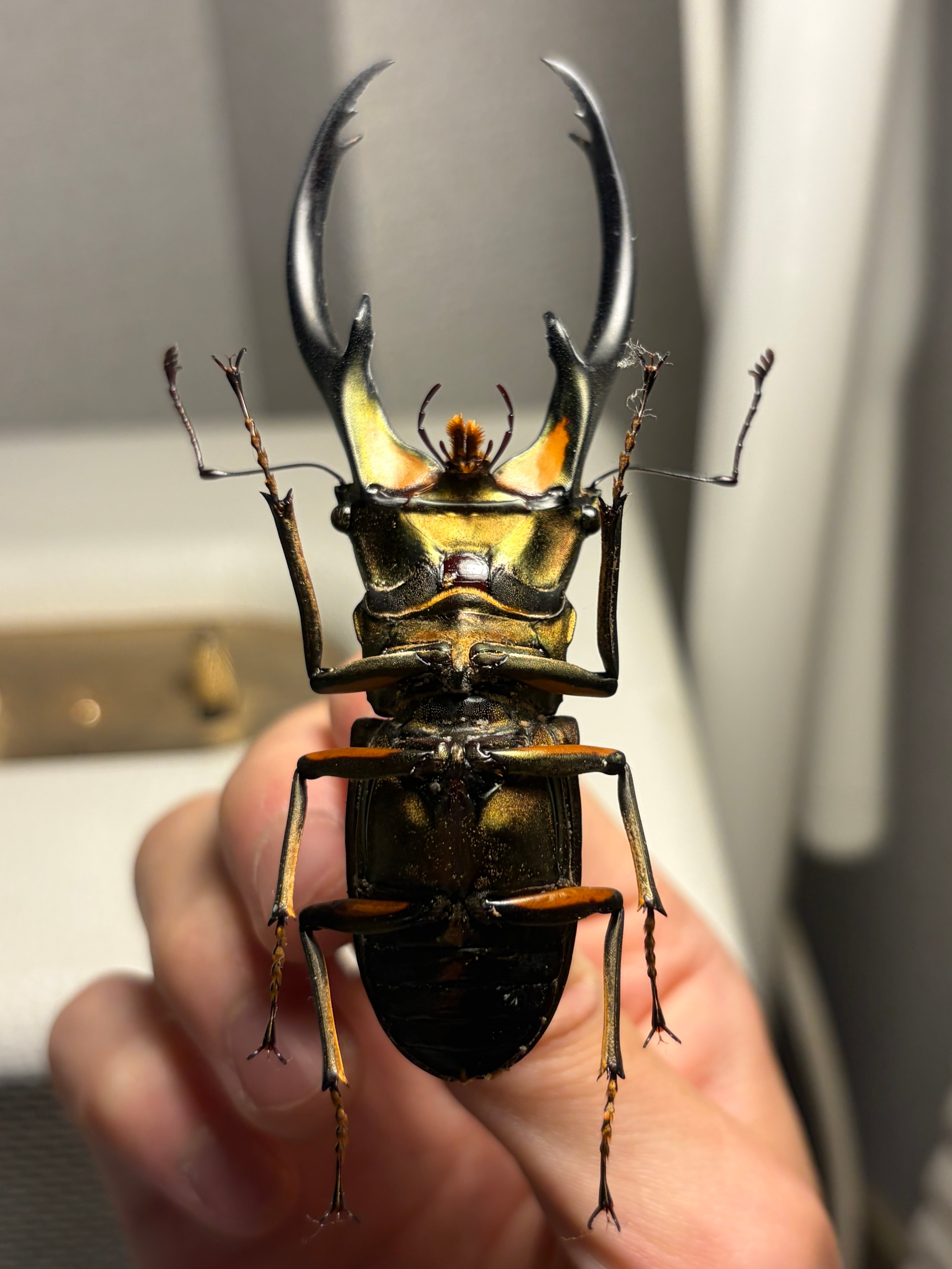 赤銅92mm】エラフスホソアカクワガタ Cyclommatus elaphus 紅鹿細身赤