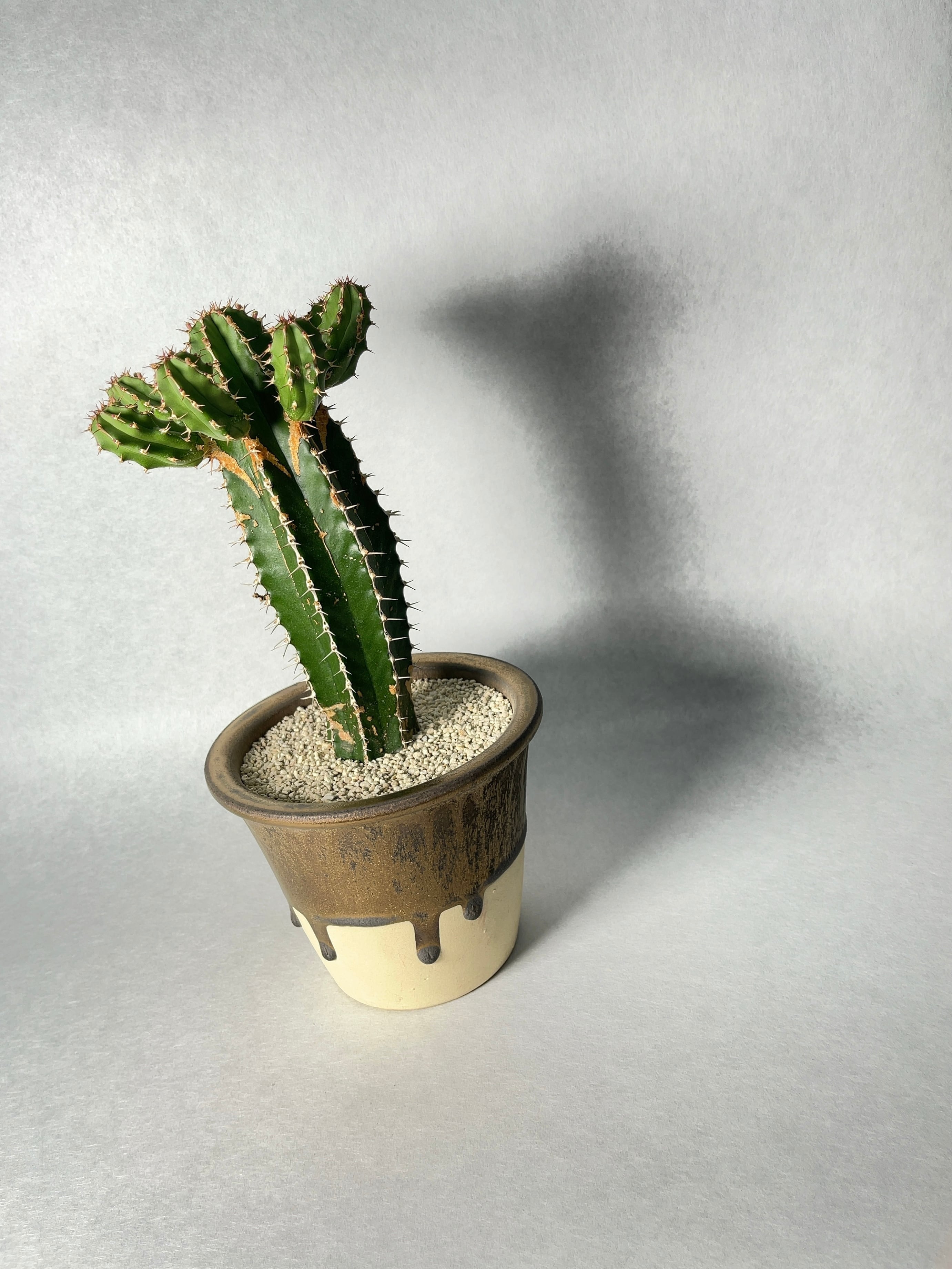 ユーフォルビア・大正キリン | trigger