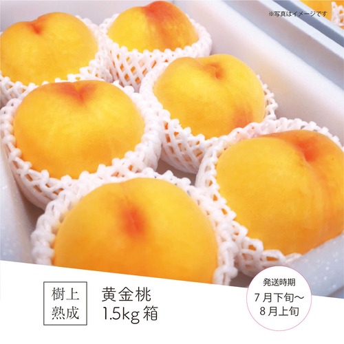 黄金桃 1.5kg箱（5～6玉）